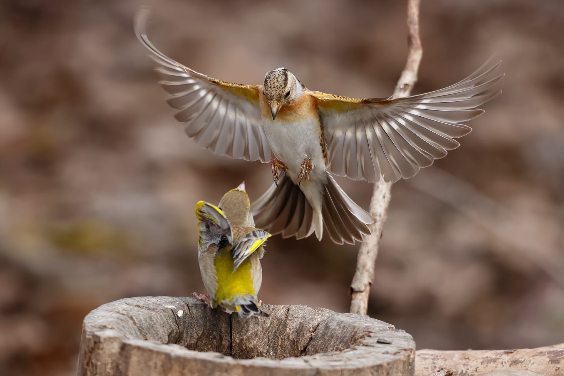 Peppola attacca il Verdone