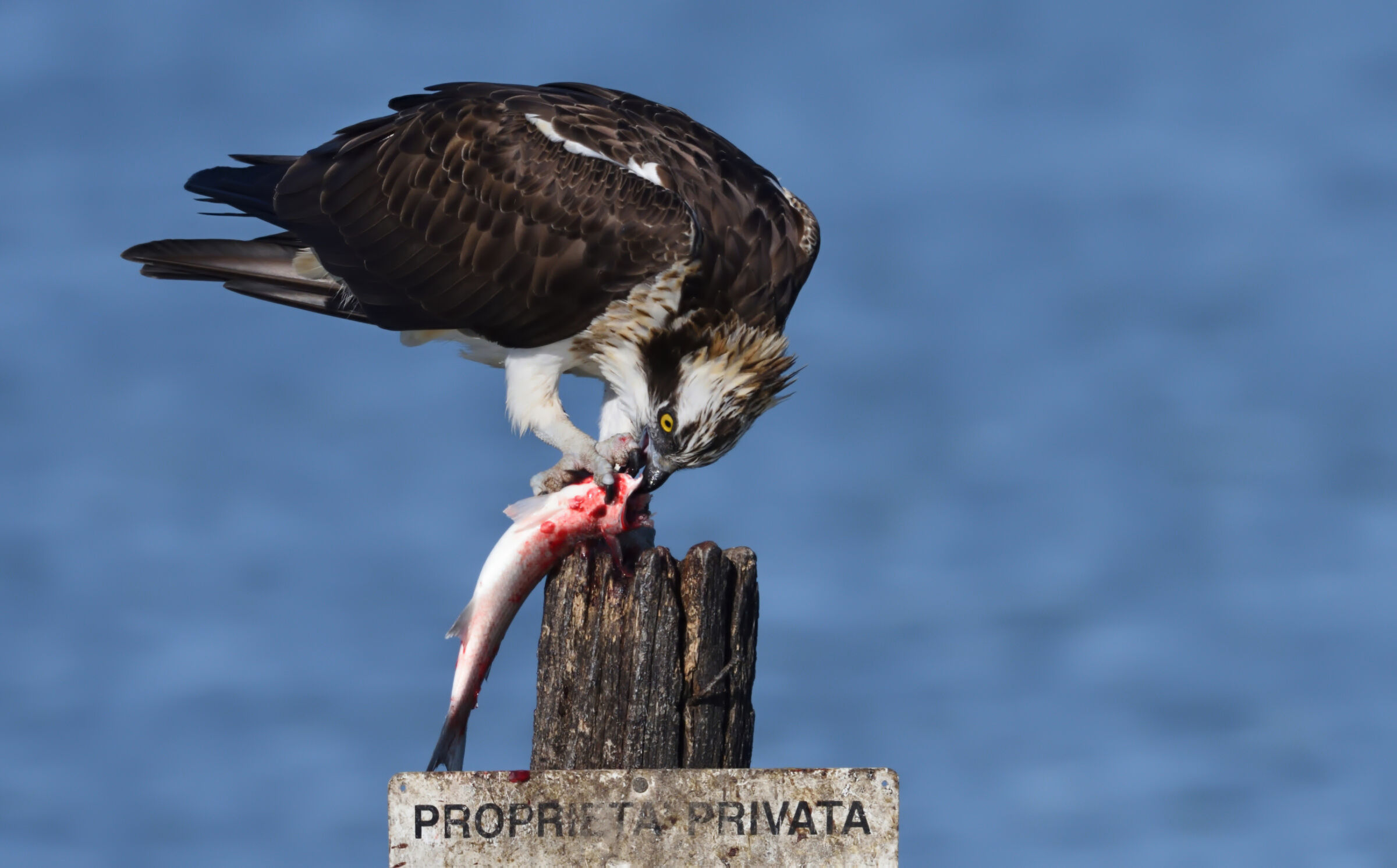 Osprey