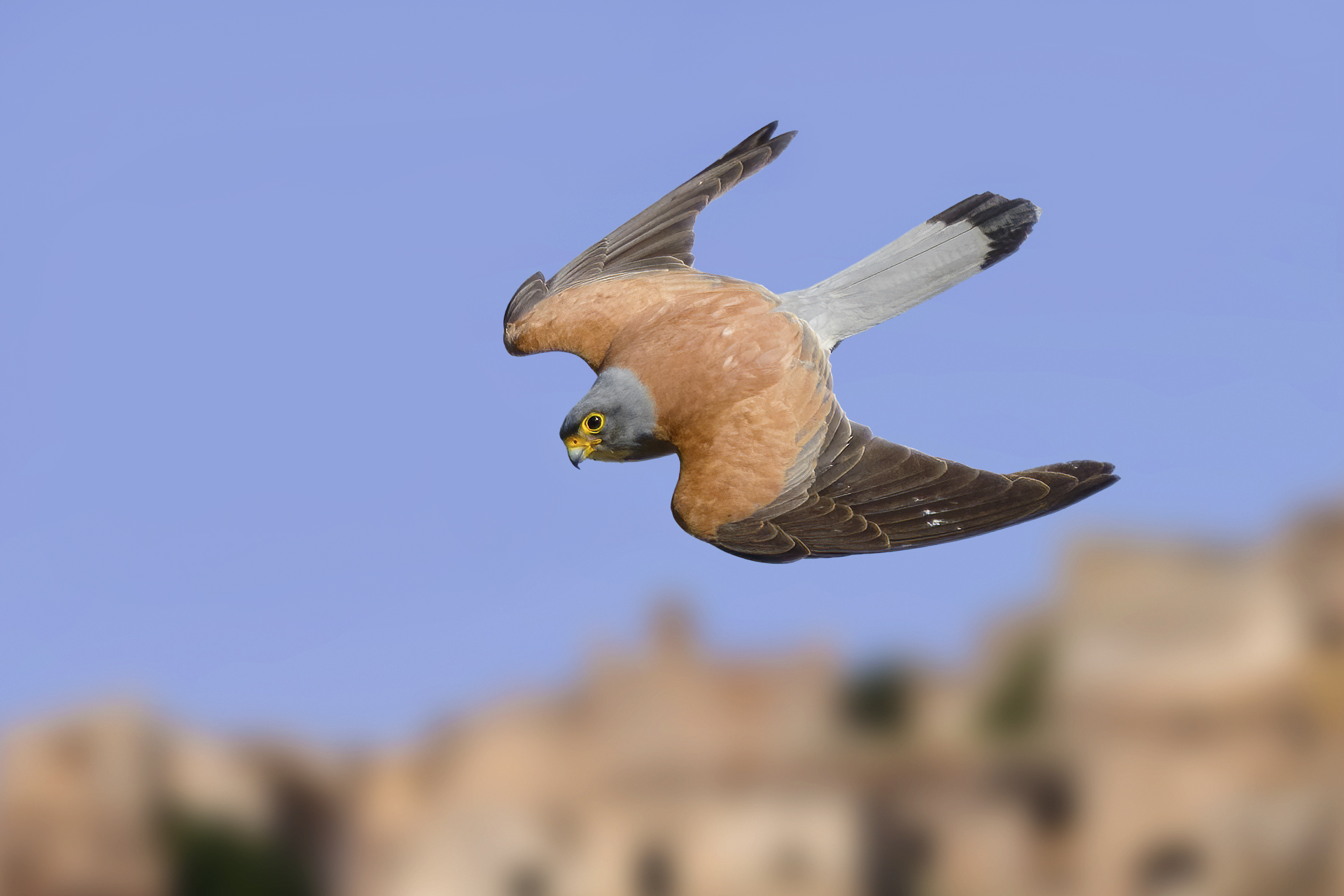 Kestrel