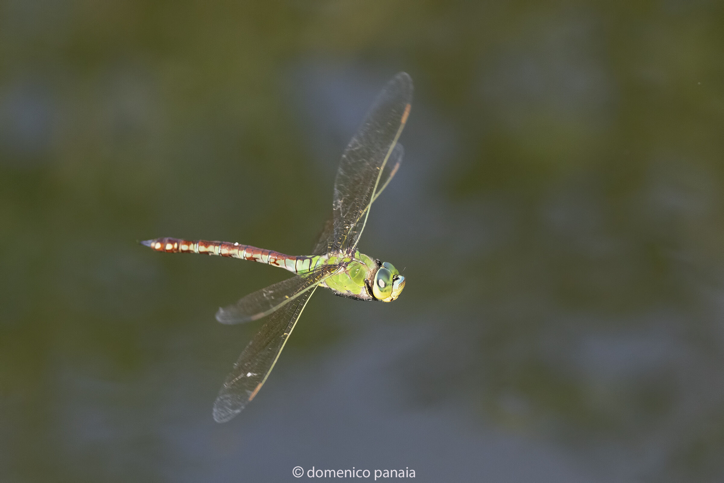 anax imperator