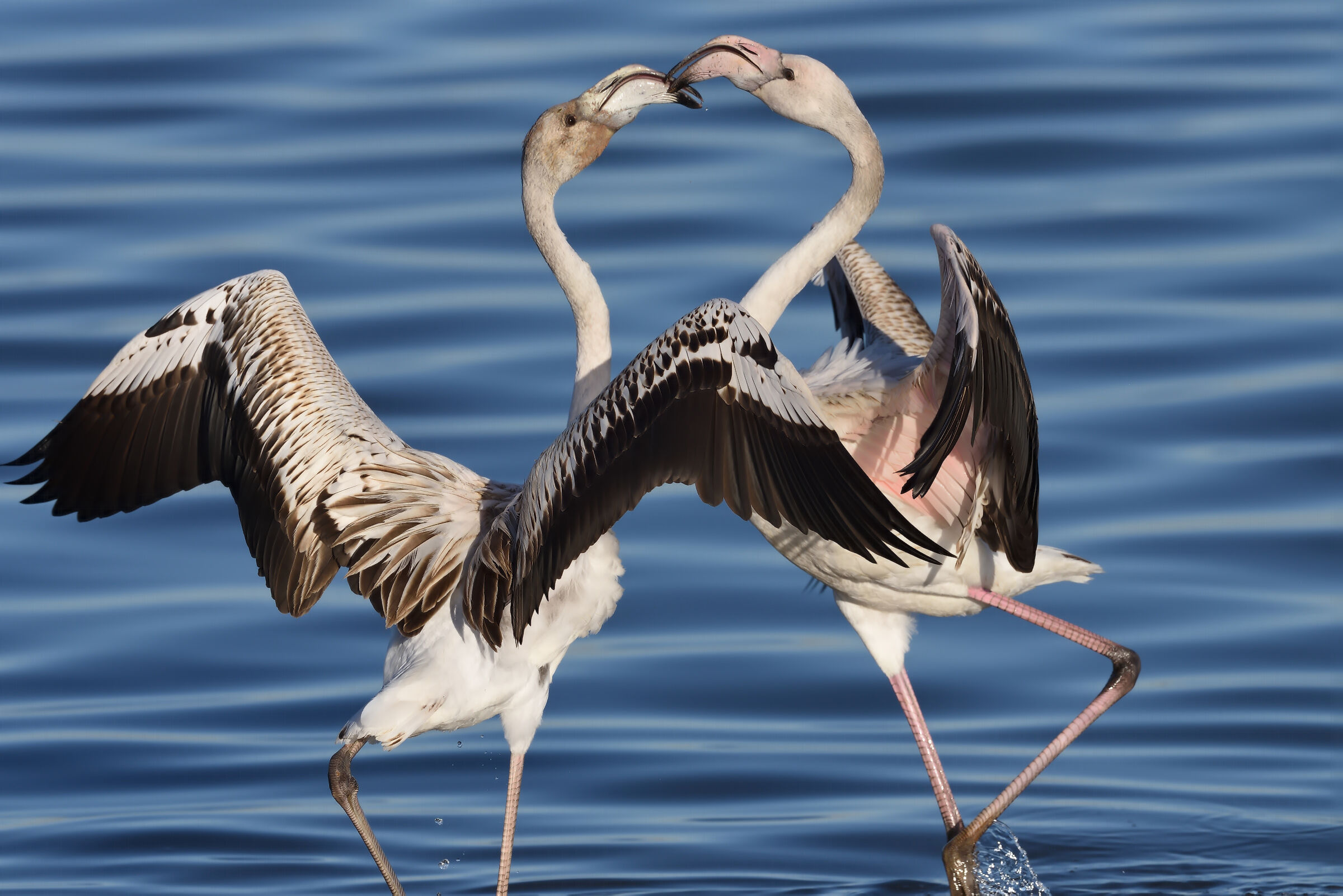 Skirmishes between "young" flamingos