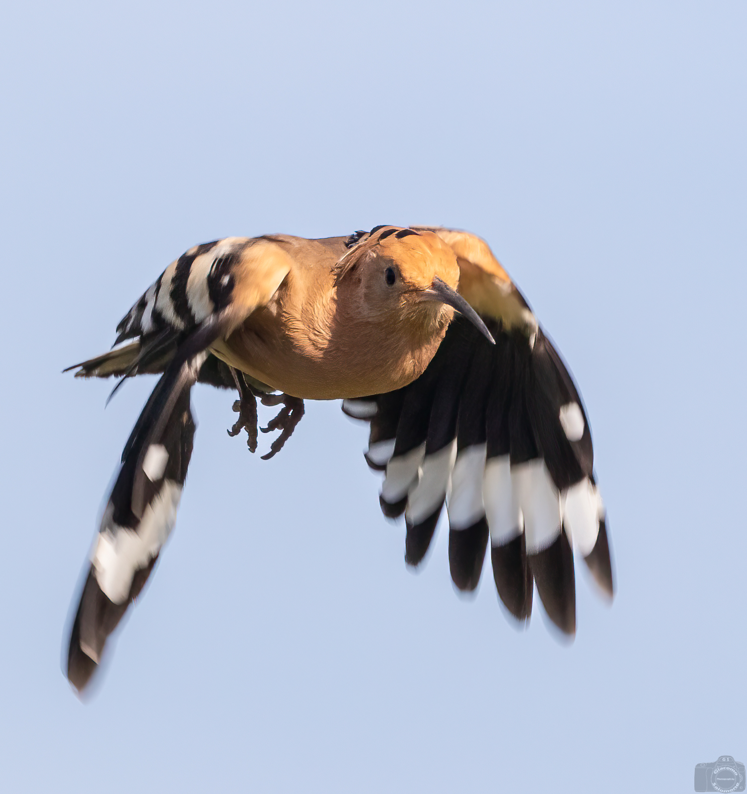 Hoopoe in flight.