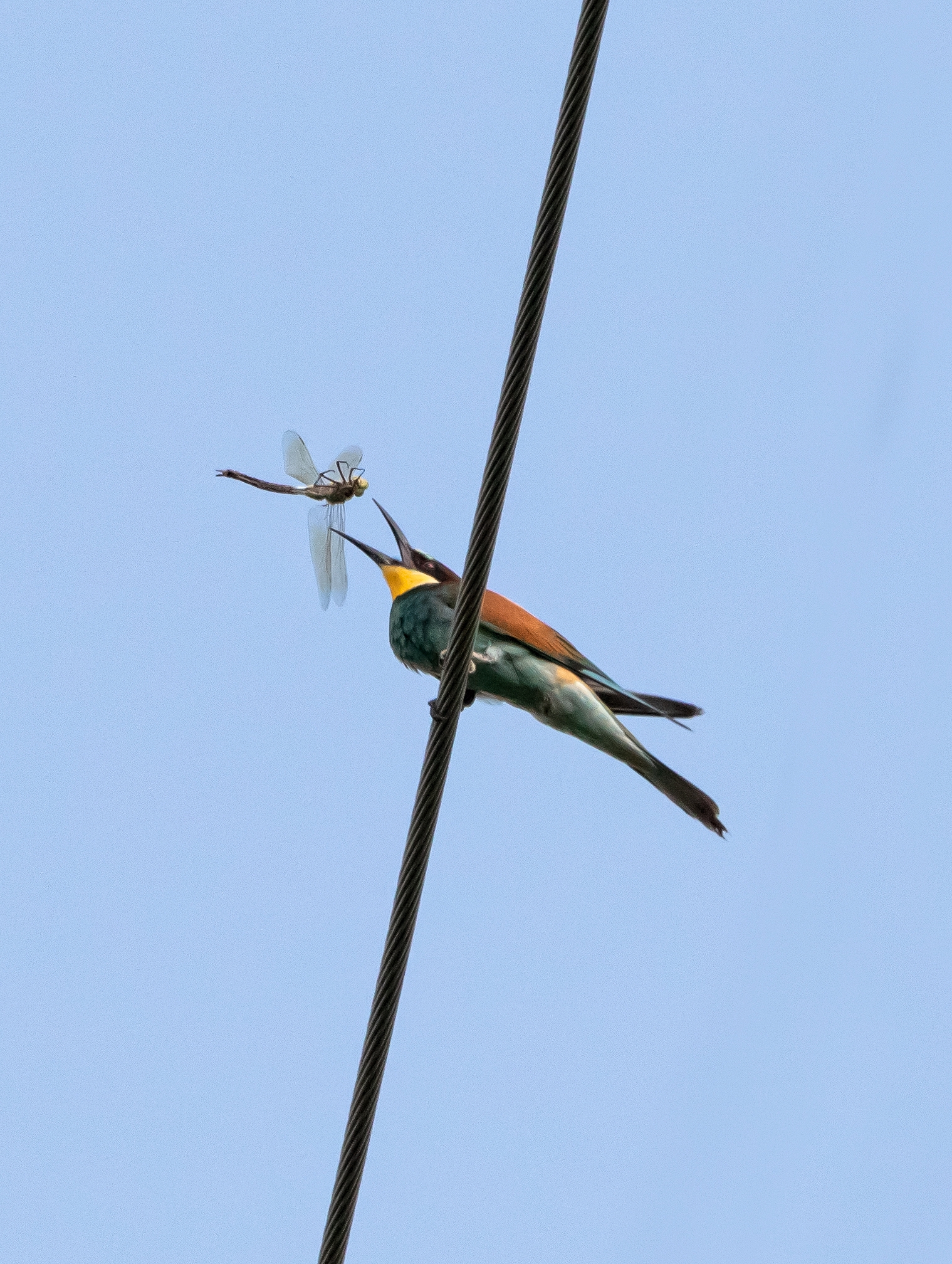 Bee-eater with prey Oasi Lipu 7/07/2022