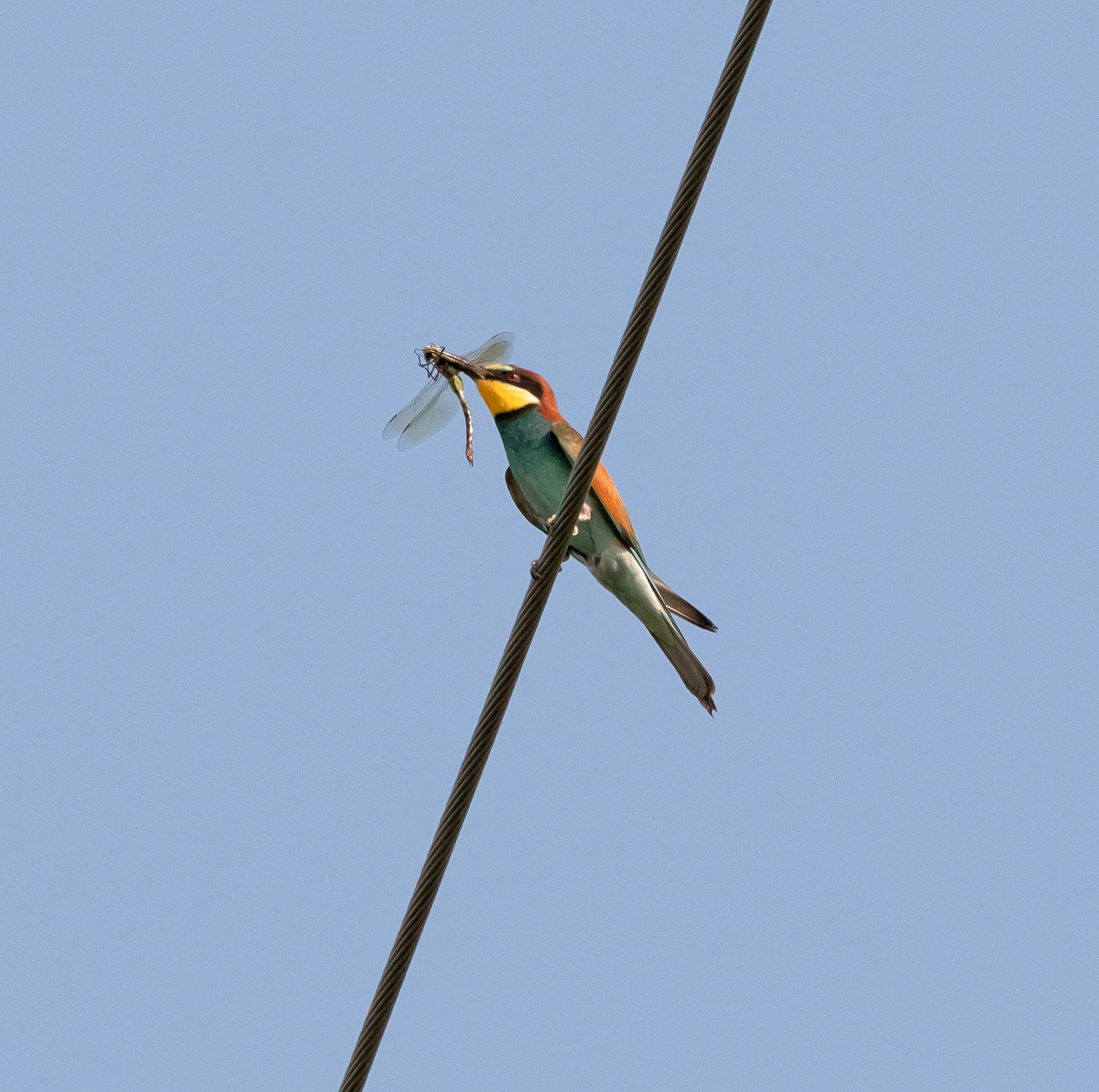 Bee-eater with prey Oasi Lipu 7/07/2022