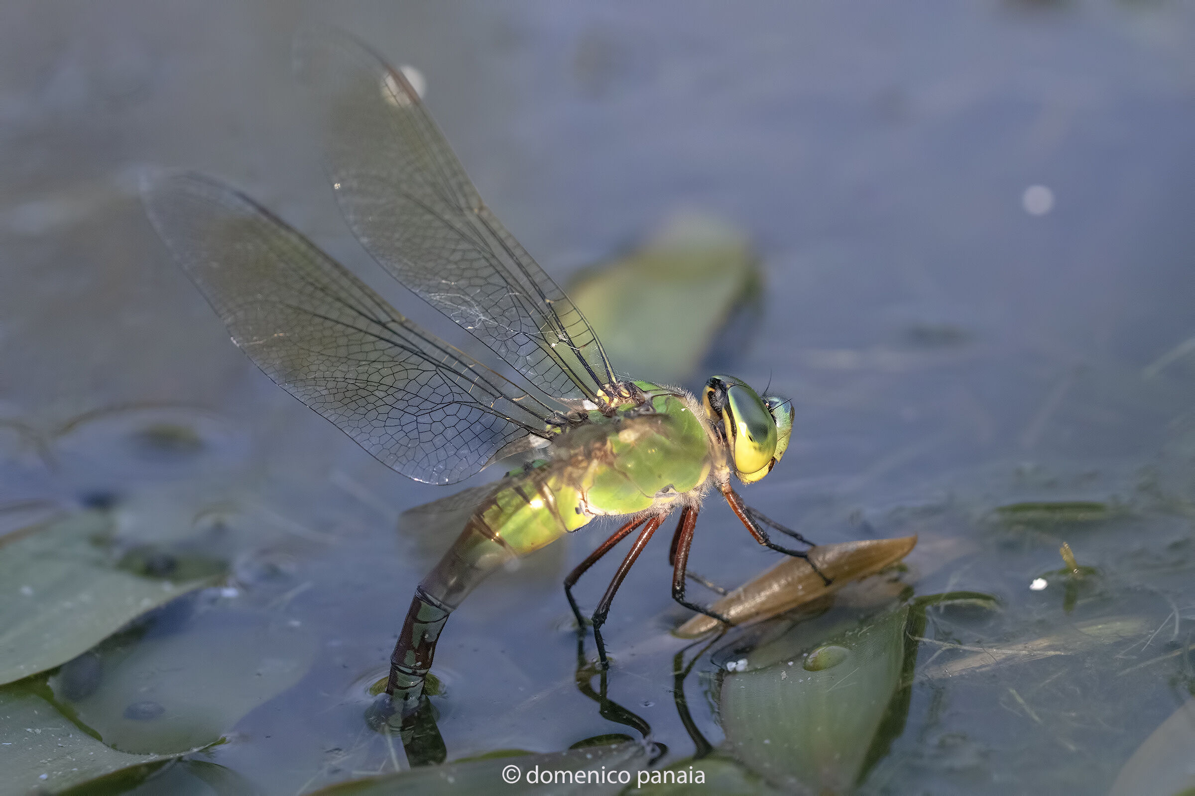 anax imperator