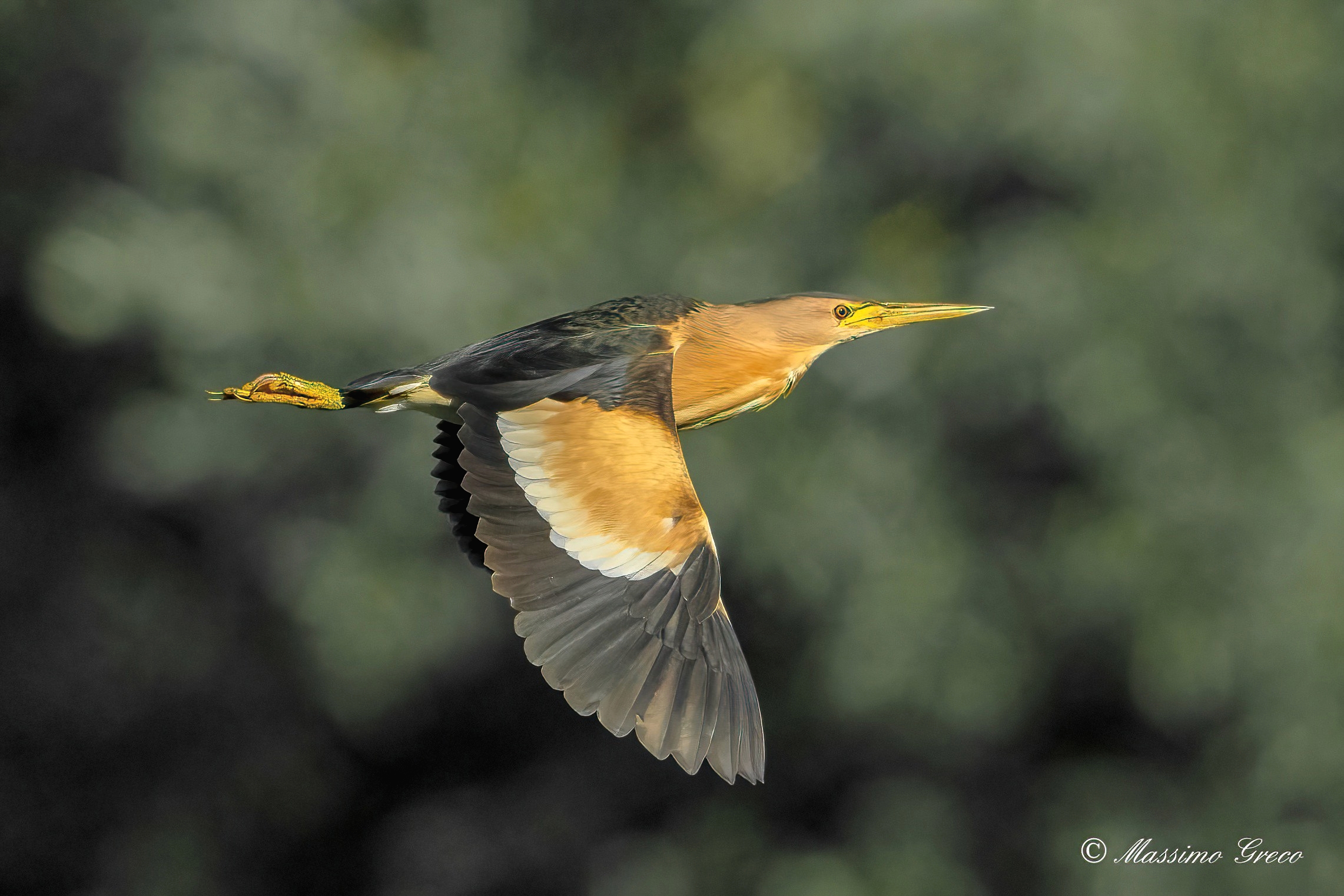 Bittern (Ixobrychus minutus)