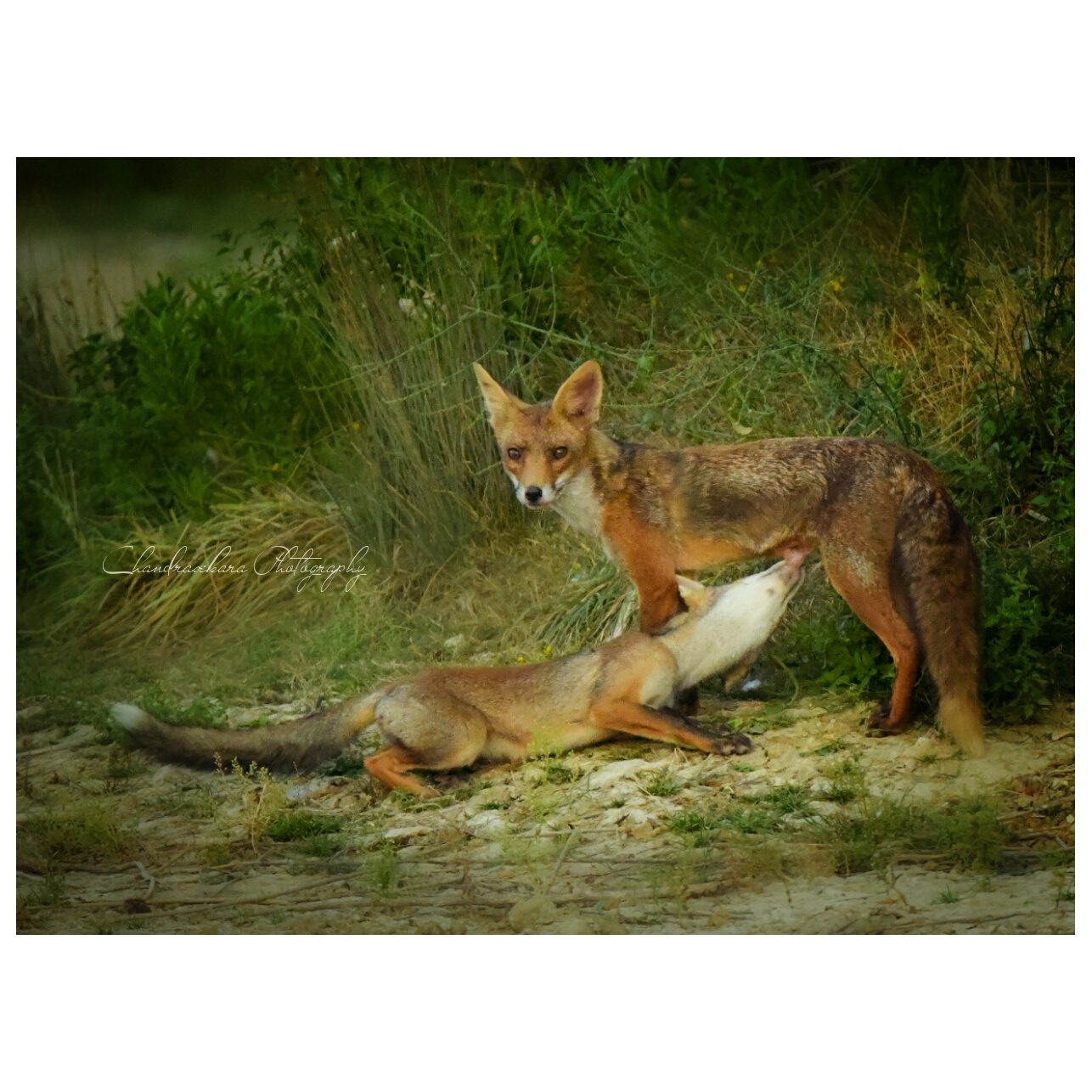 mother fox and mother fox