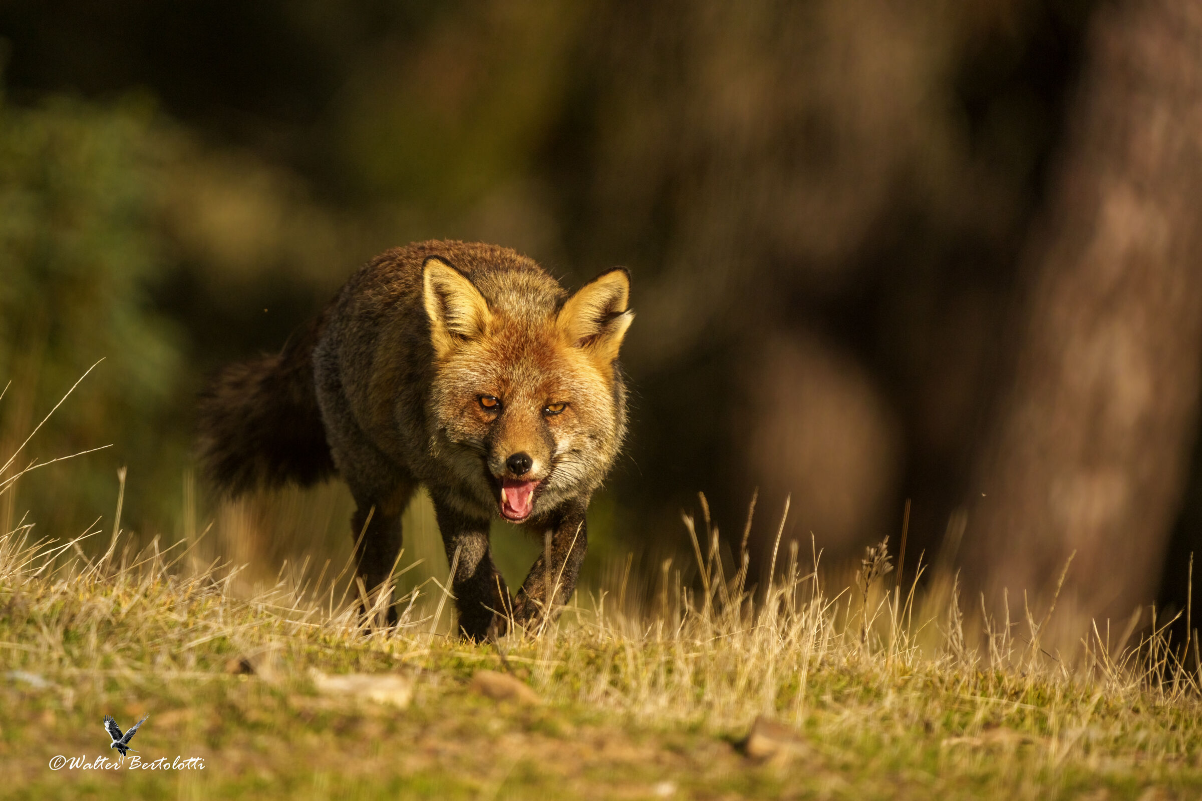 in perlustrazione costante