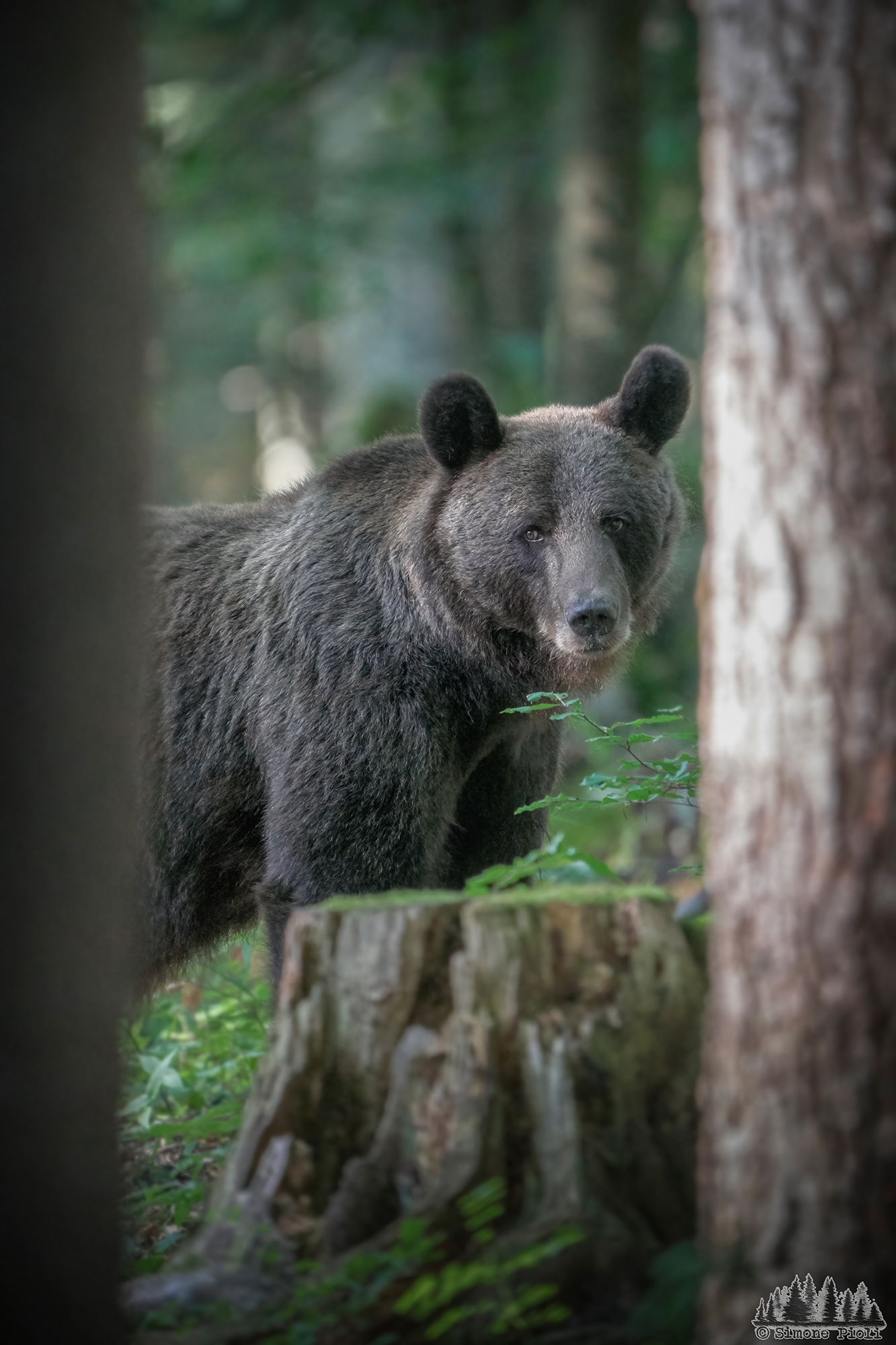 Dall'ombra alla luce