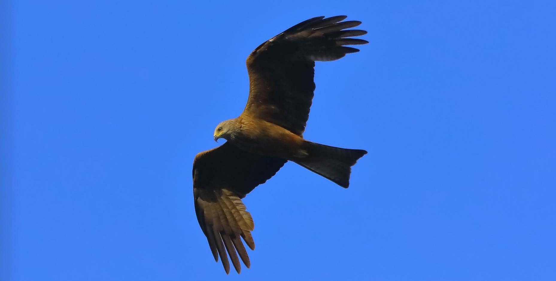 Nibbio bruno 16-06-2022