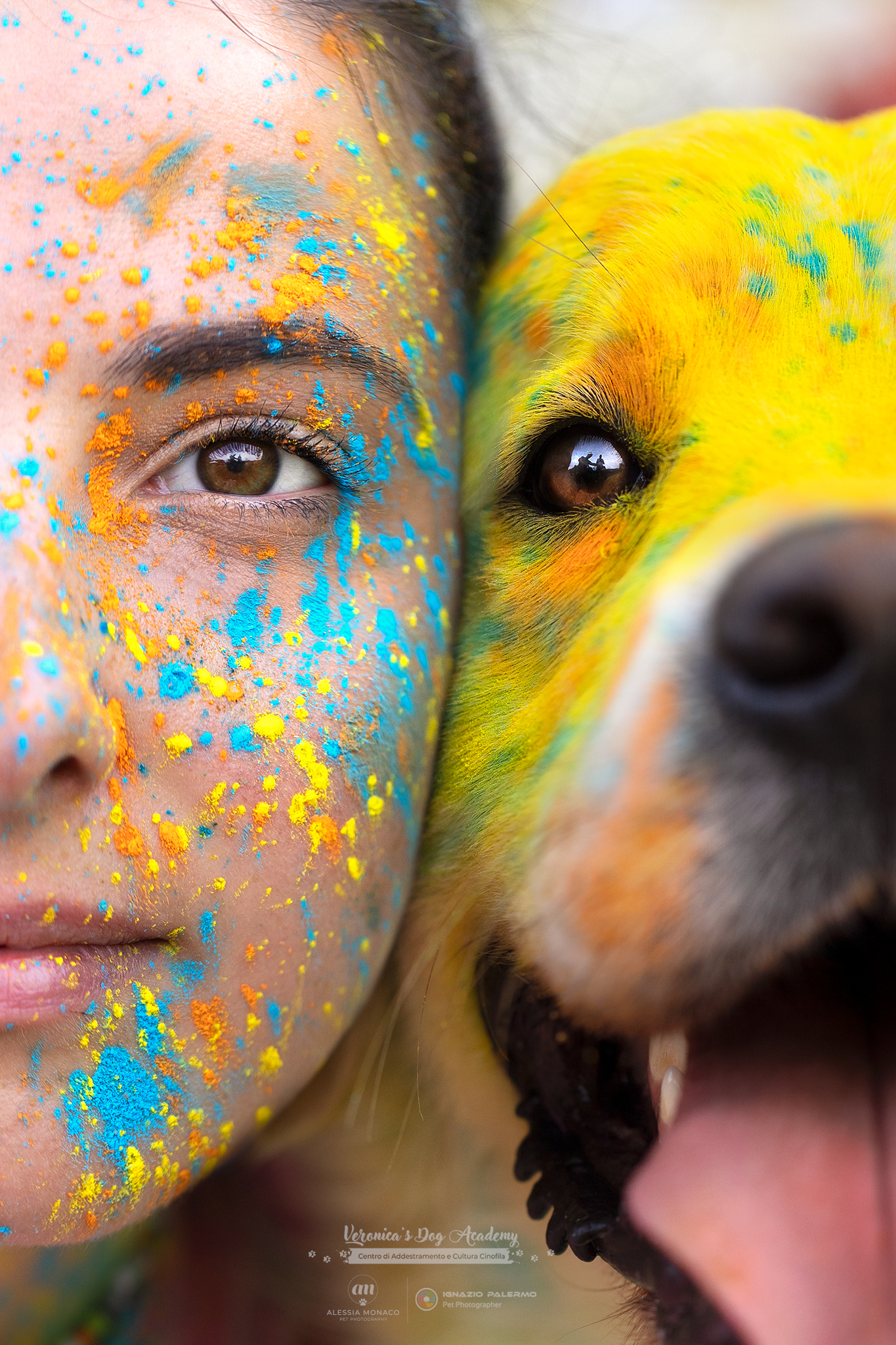 Powder holi golden retriever