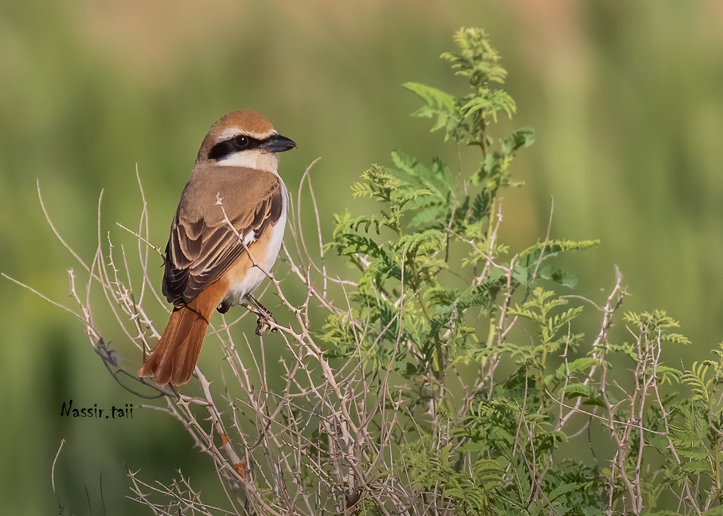 Shrike dal dorso di alloro
