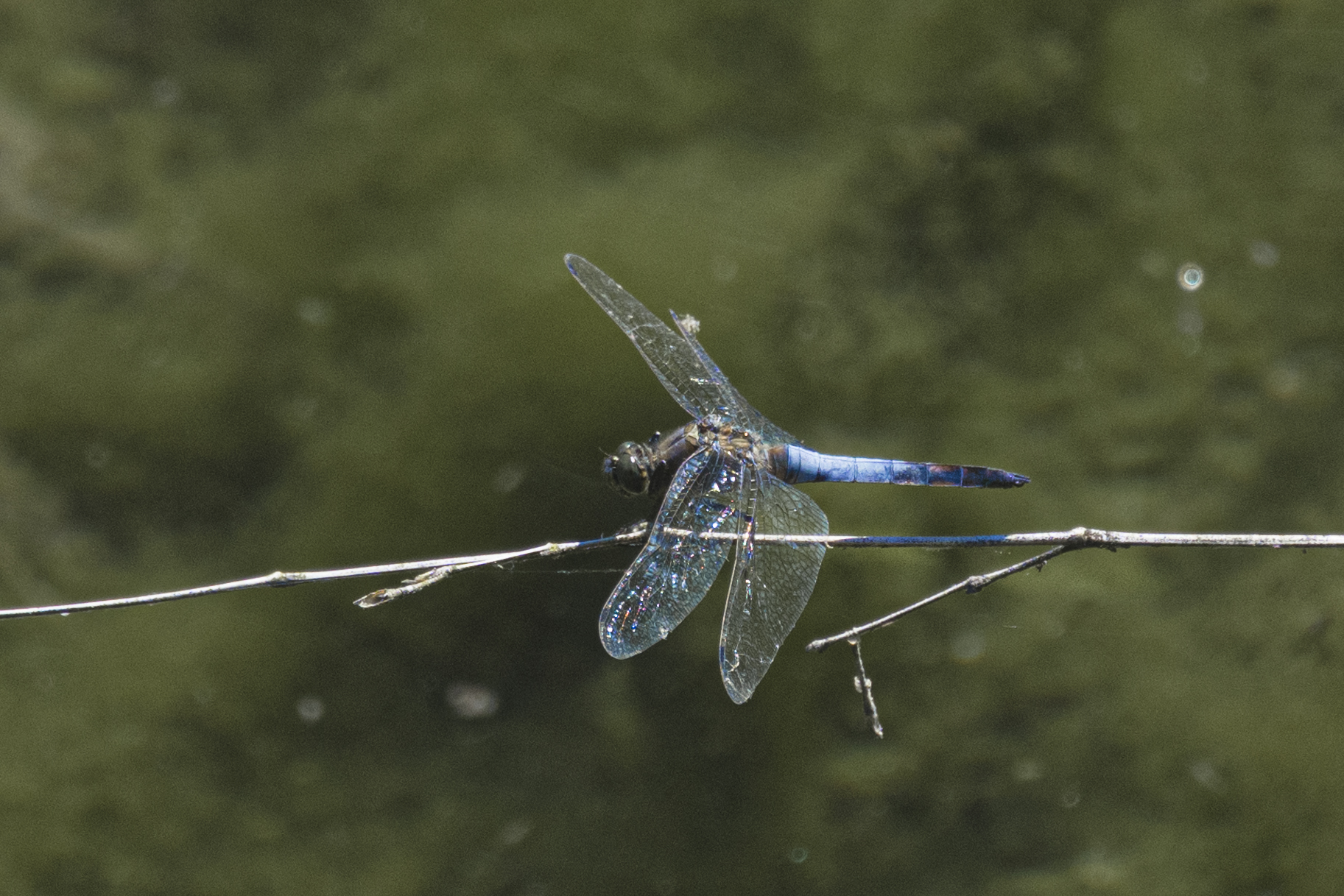Frecciazzurra puntanera