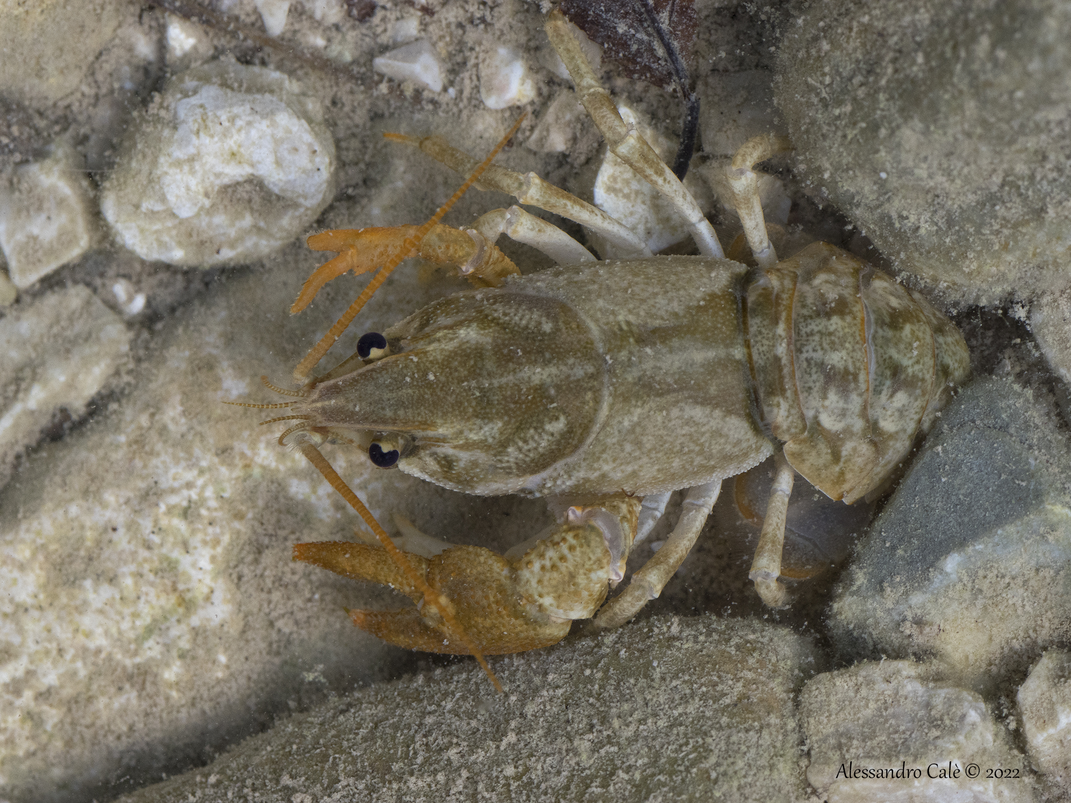 Austropotamobius pallipes ( European crayfish )