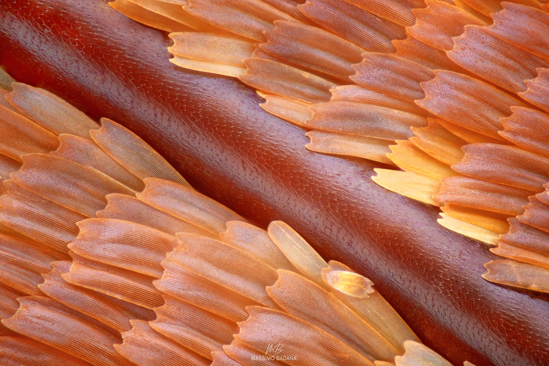 Ribs and flakes butterfly wings
