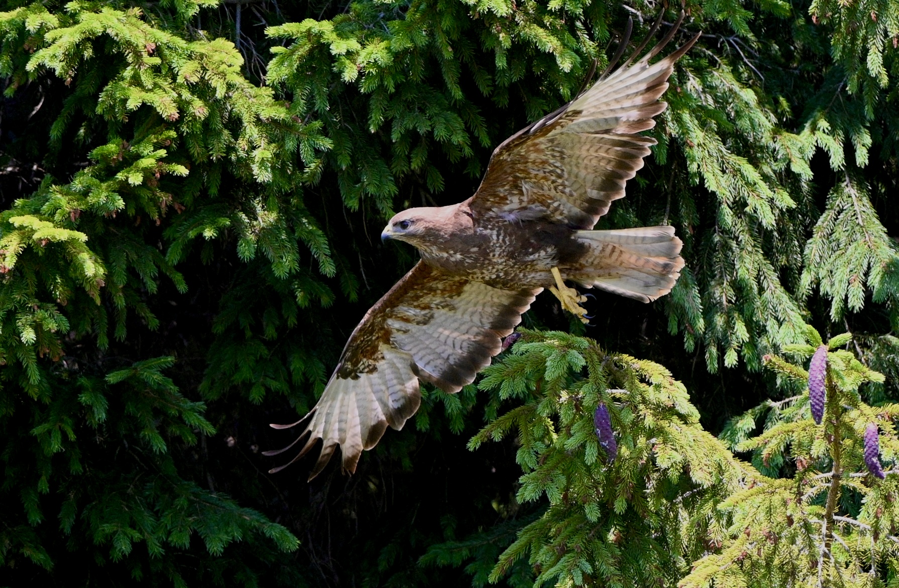 Buzzard