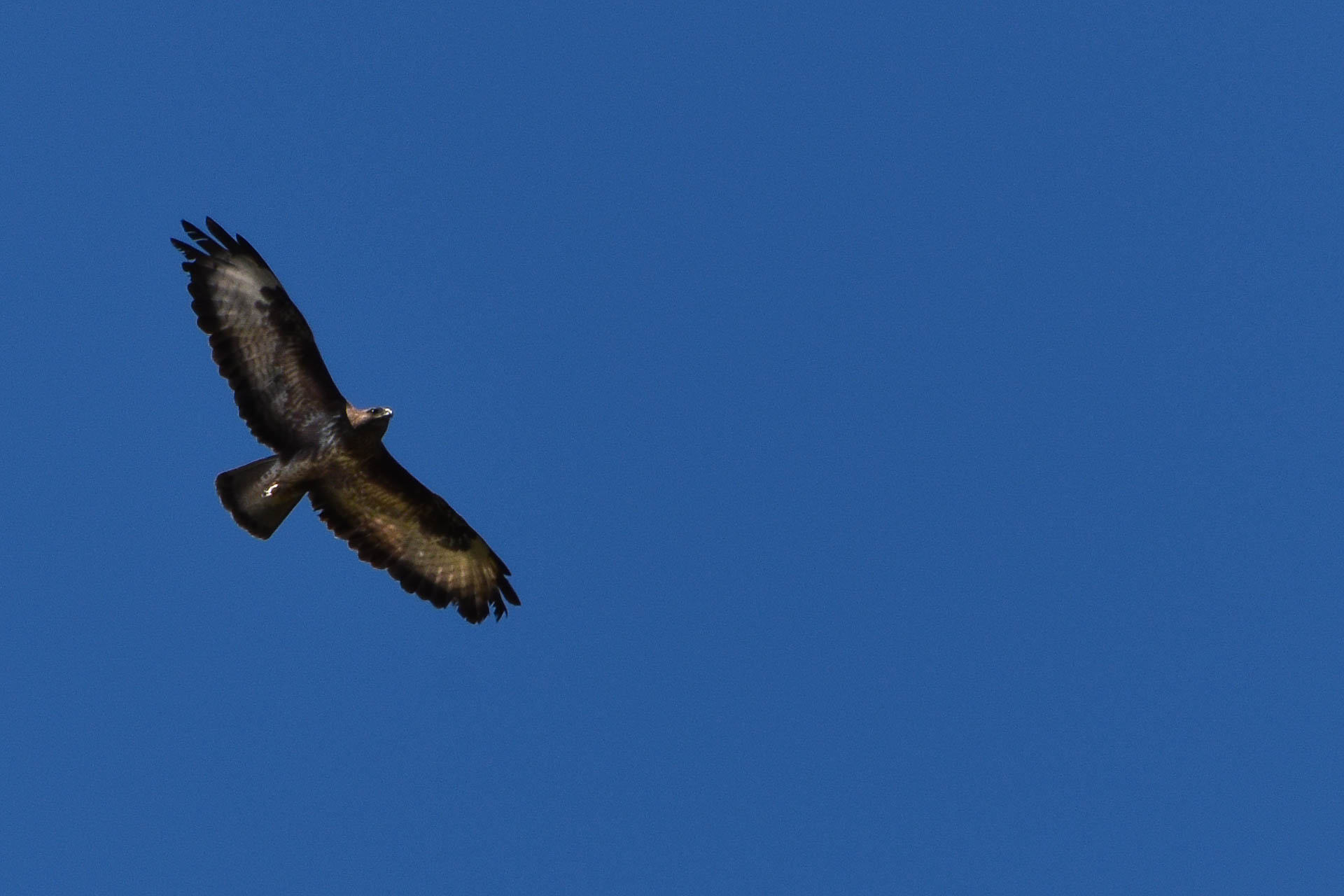 nel blu dipinto di blu...