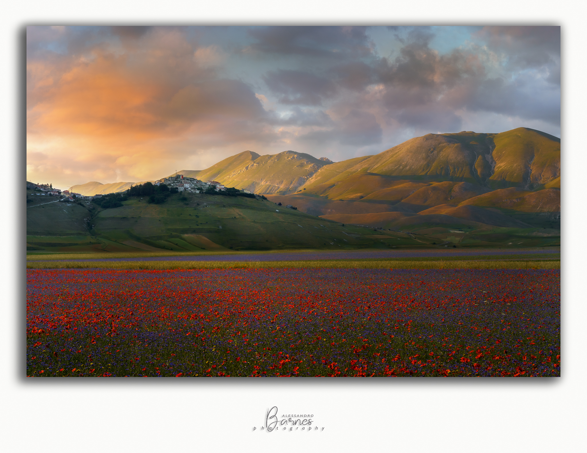 Castelluccio di Norcia  -fioritura-