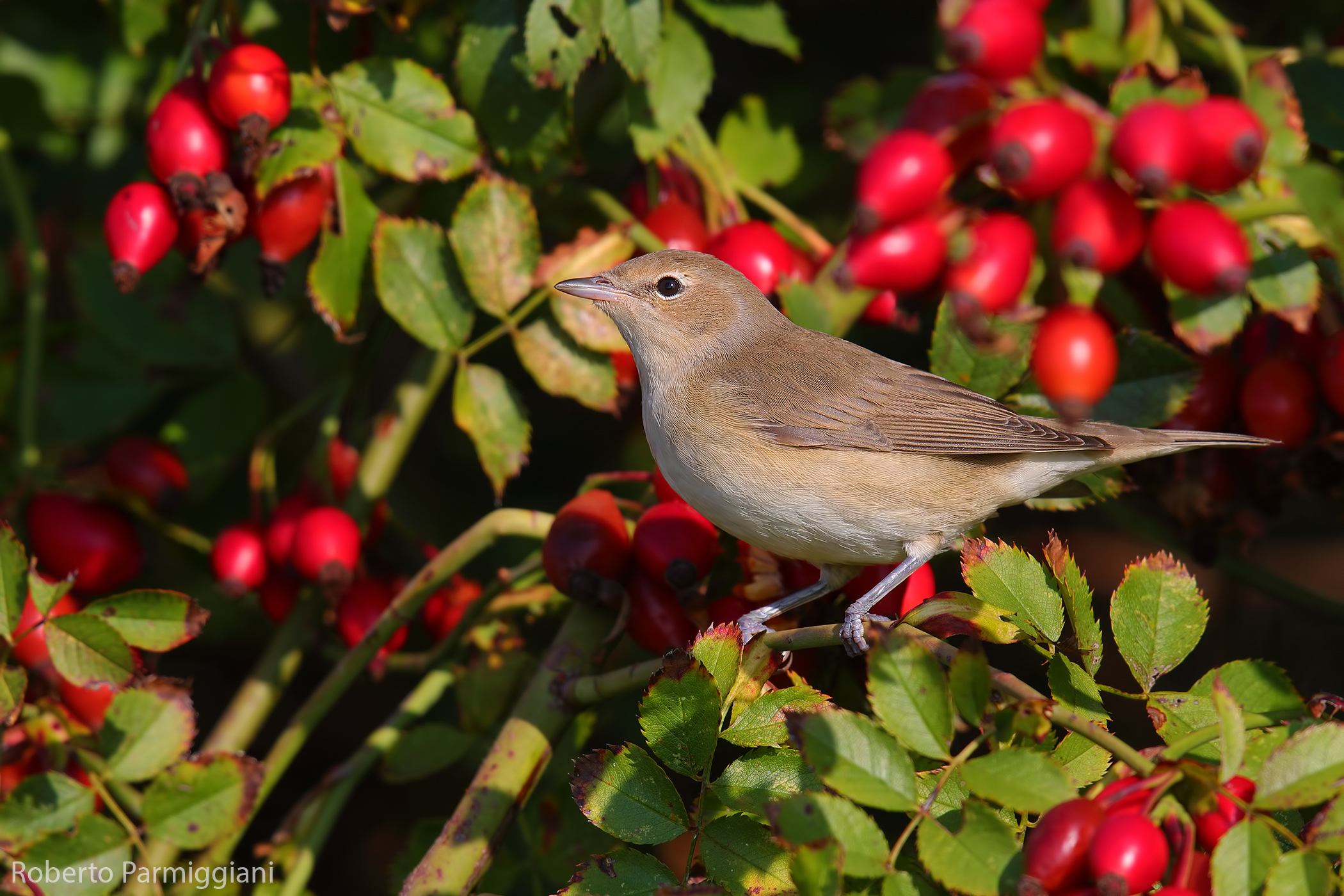 Woodcock and rose hips