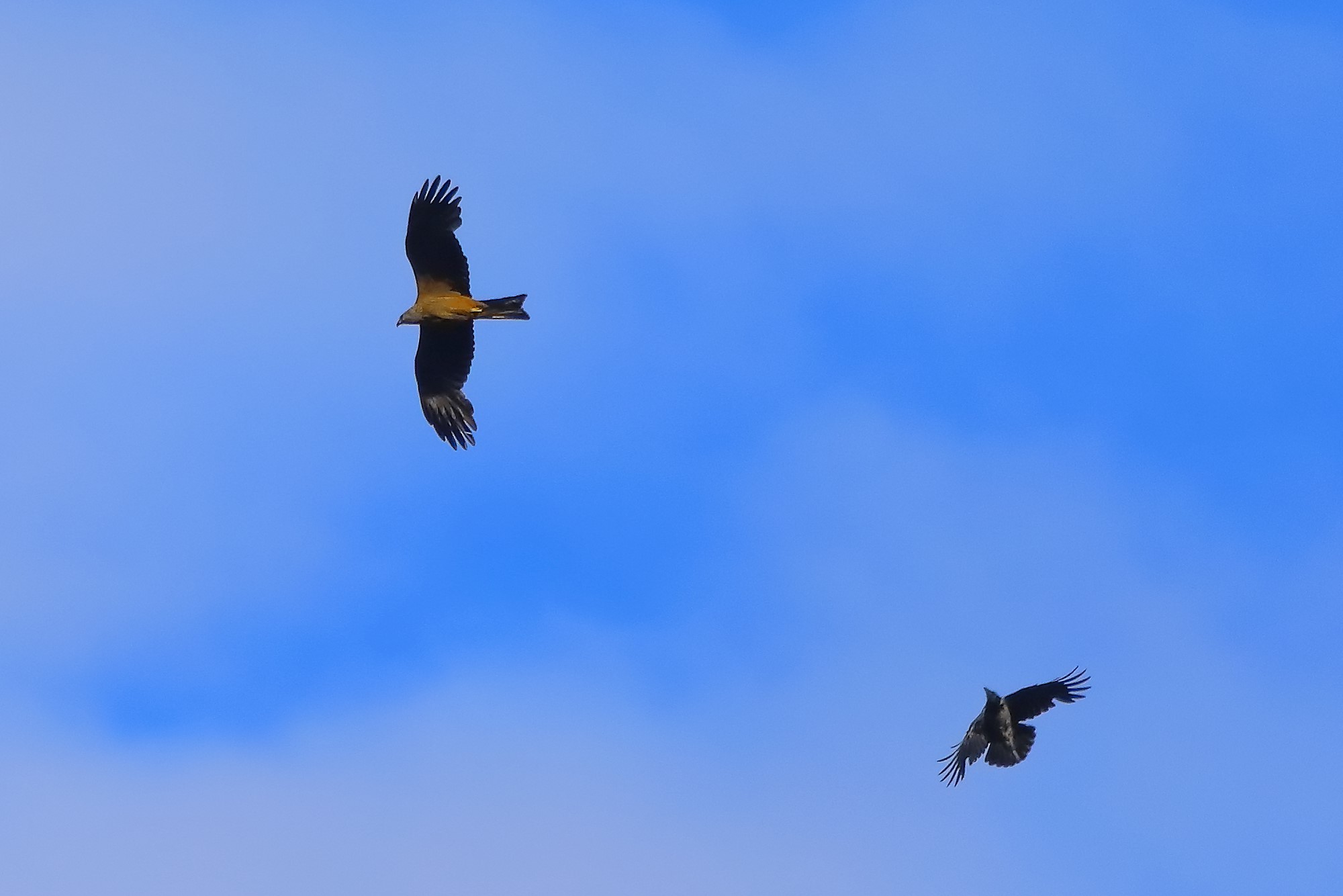 Nibbio bruno 07-06-2022