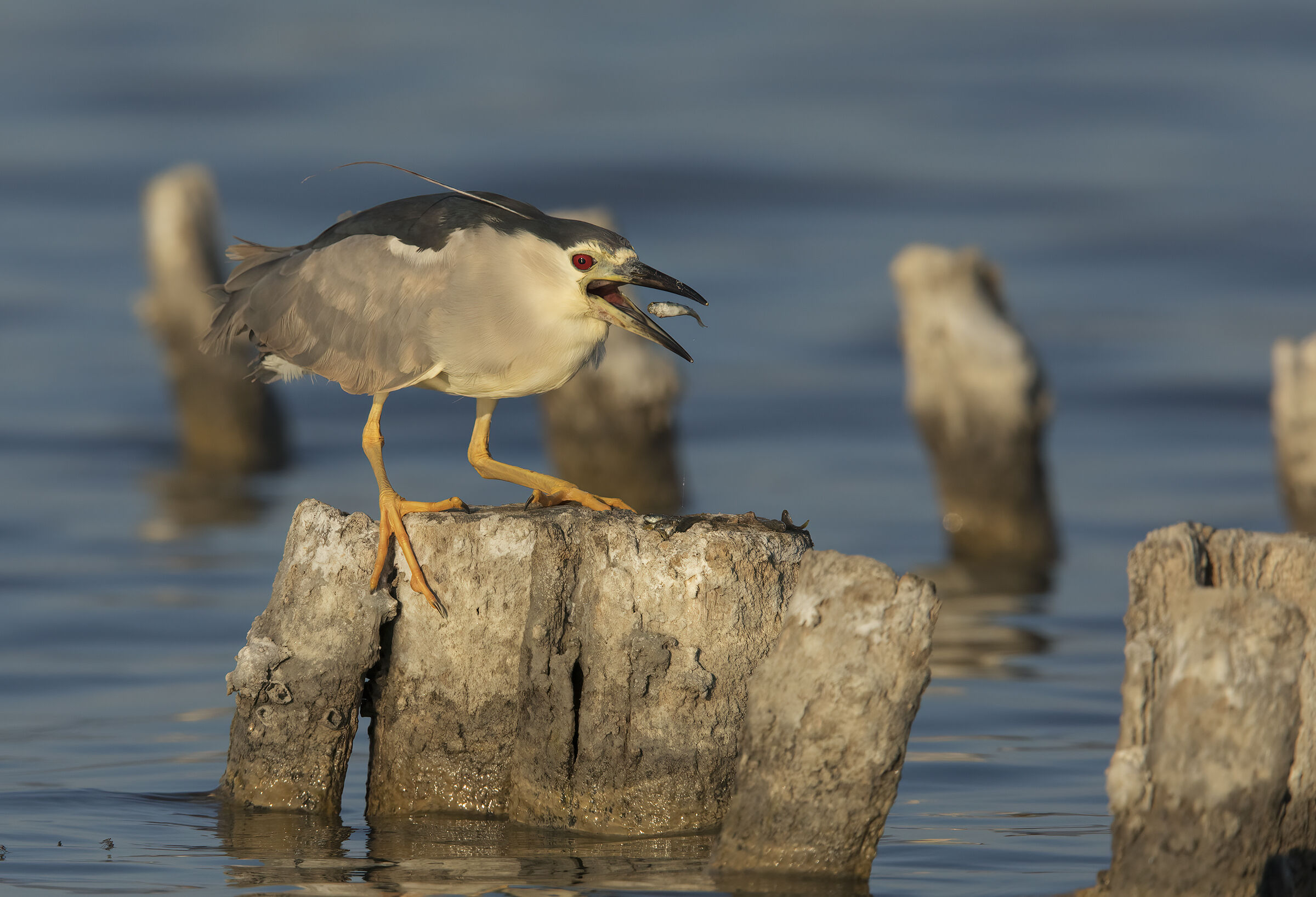 nitticora (nycticorax nycticorax)