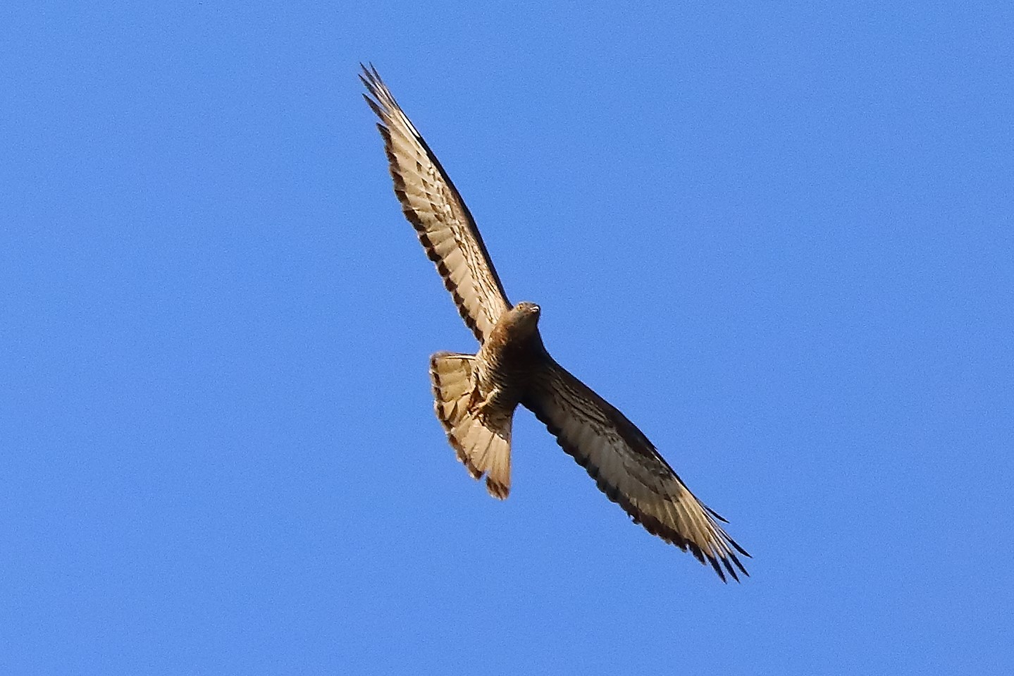 Falco pecchiaiolo luglio 2022