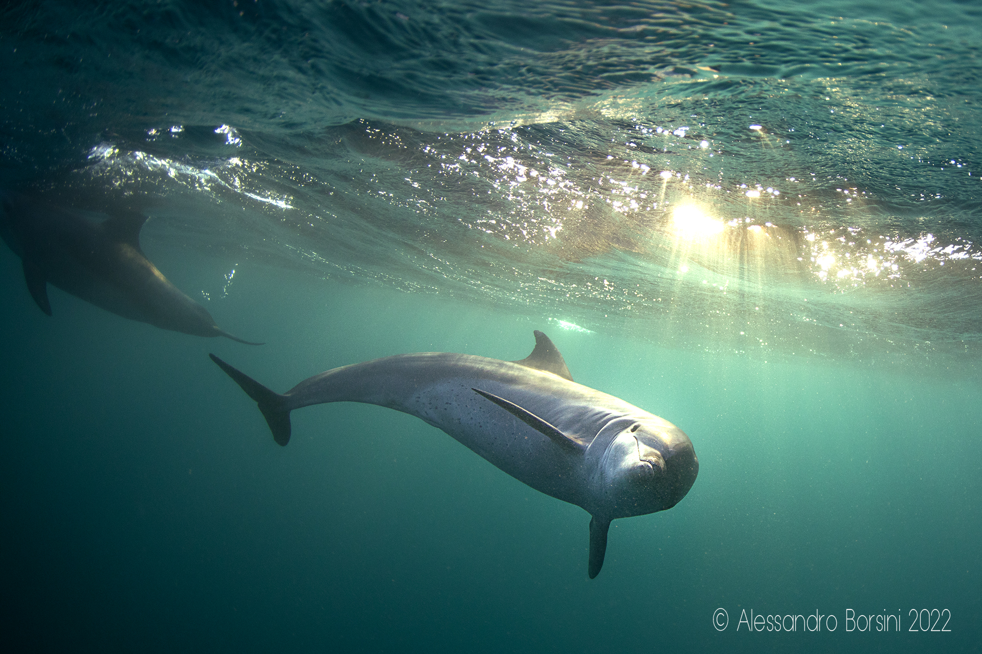 Curious Dolphins 2