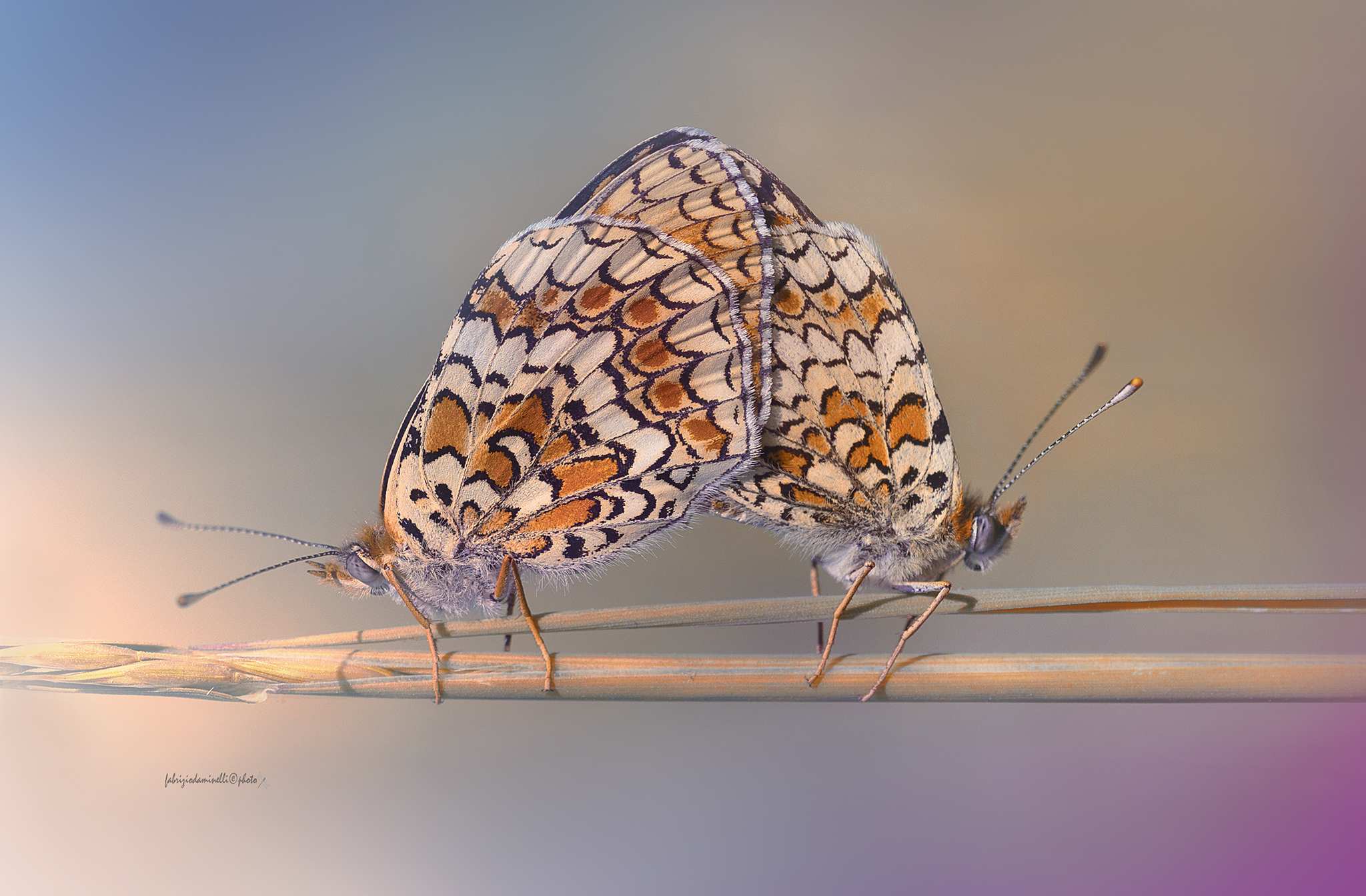 Melitaea phoebe - copula