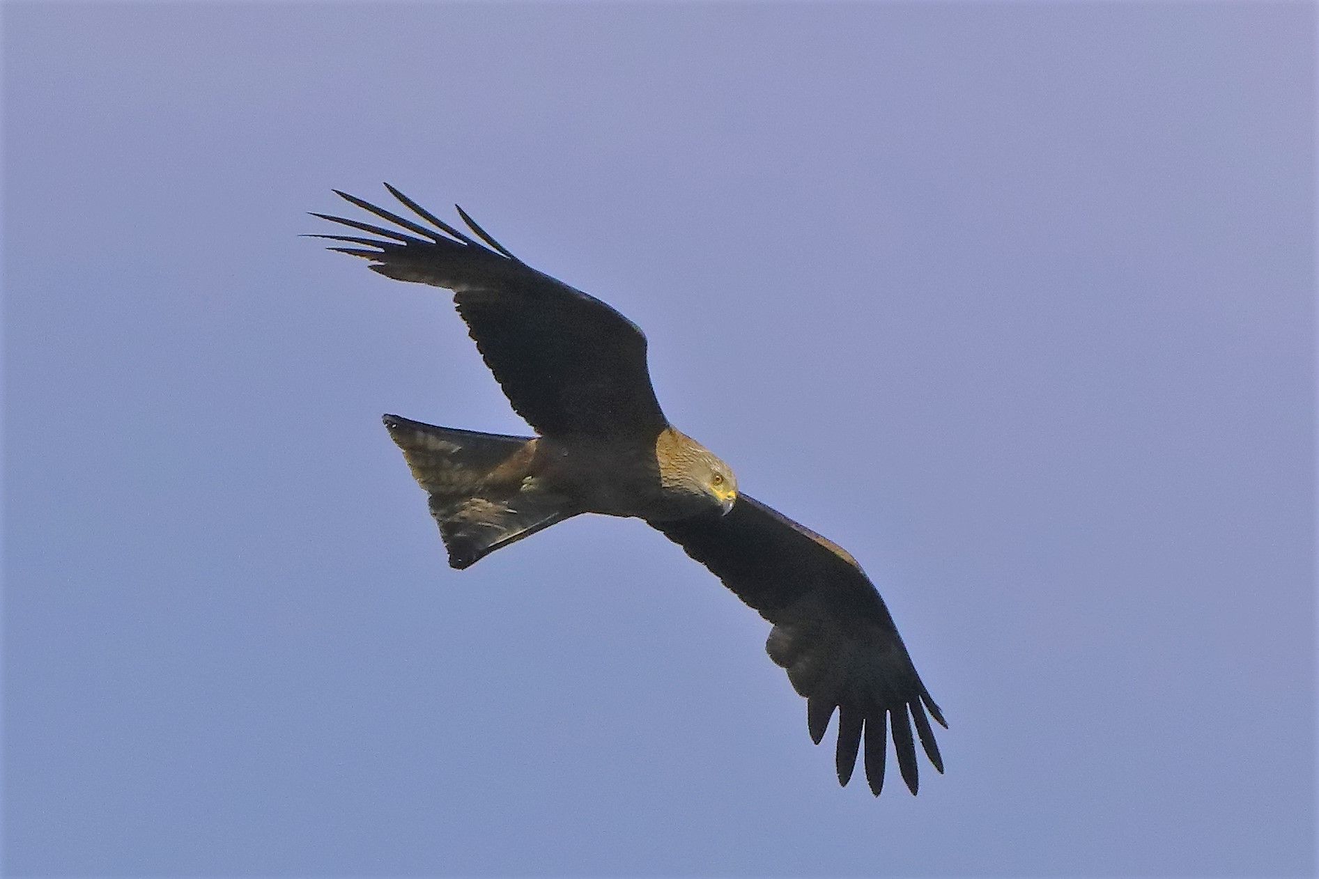 Nibbio bruno 06-06-2022