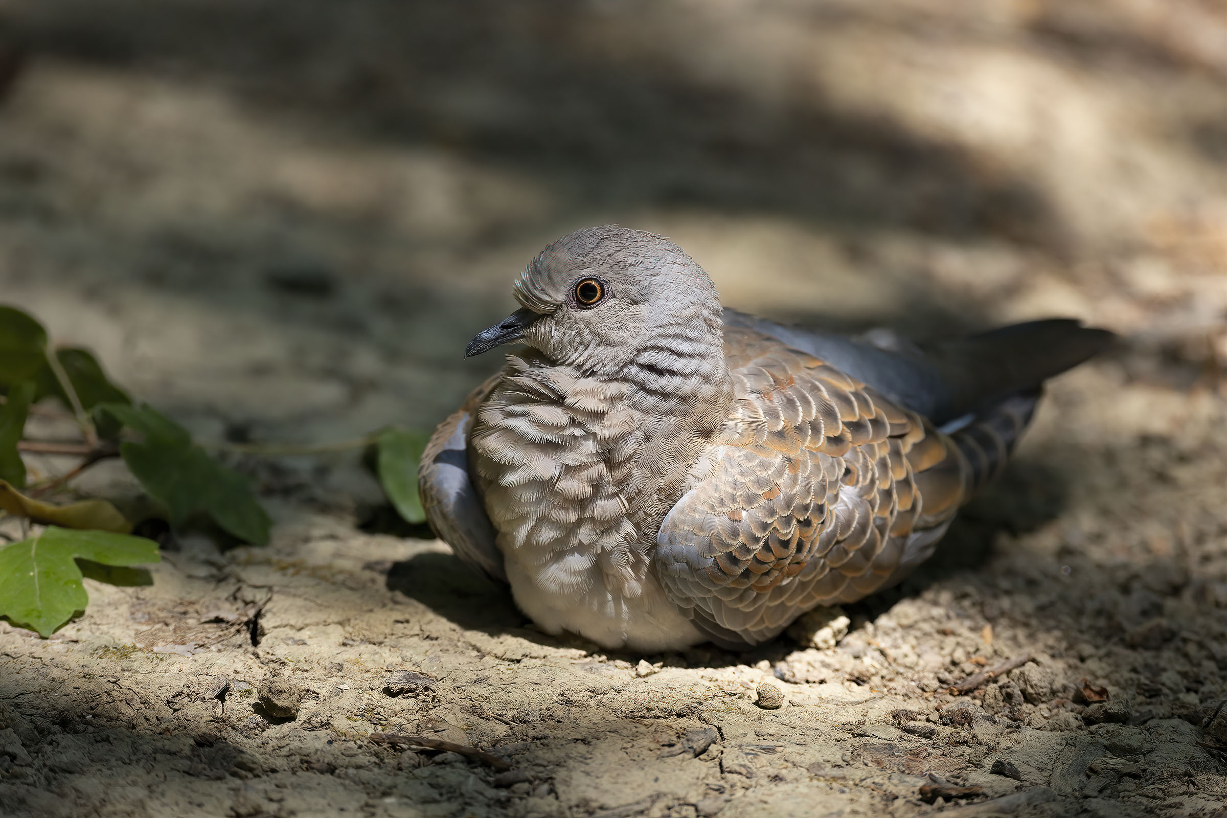 Giovane Tortora selvatica