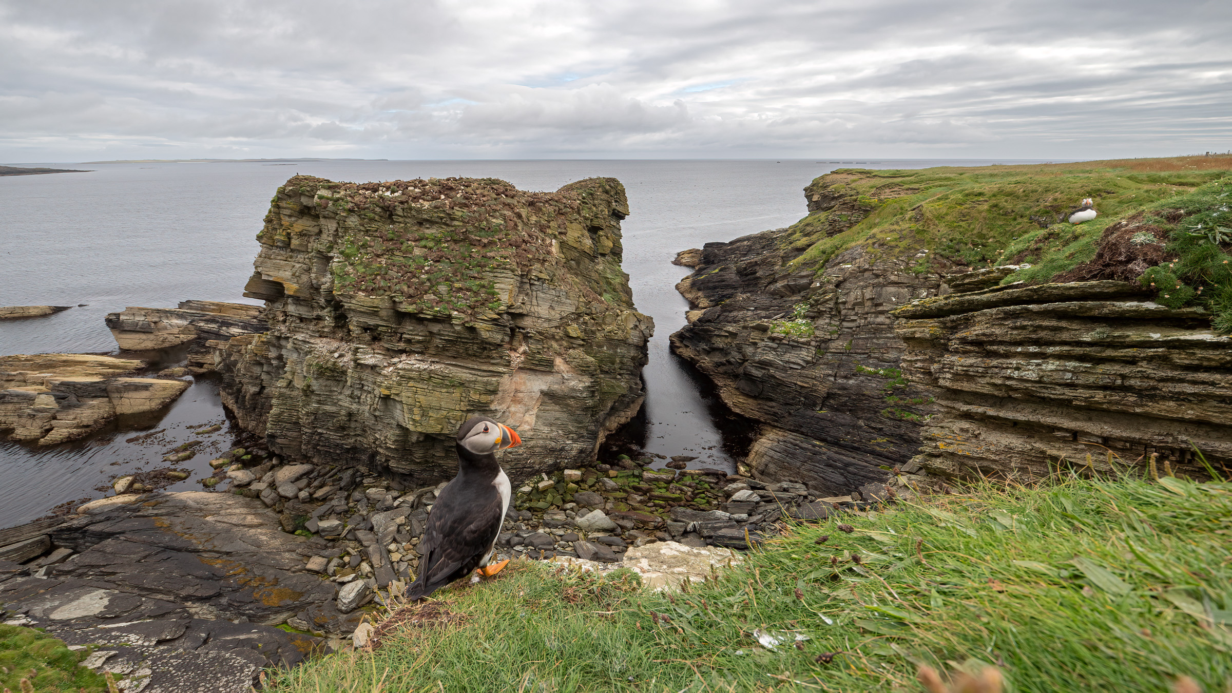 the magical world of puffins