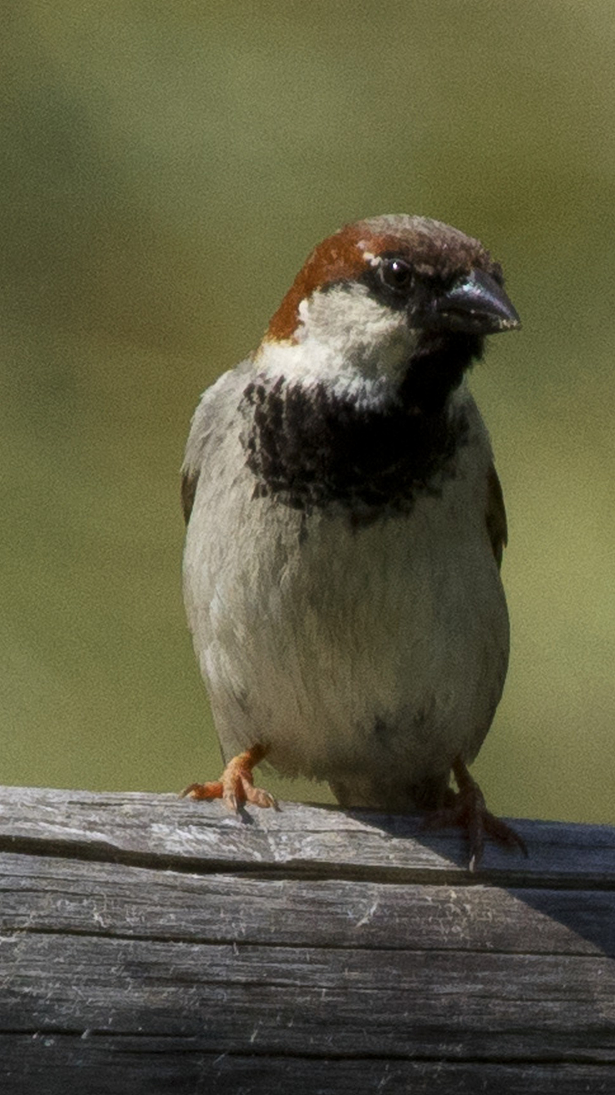 Passera Oltremontana