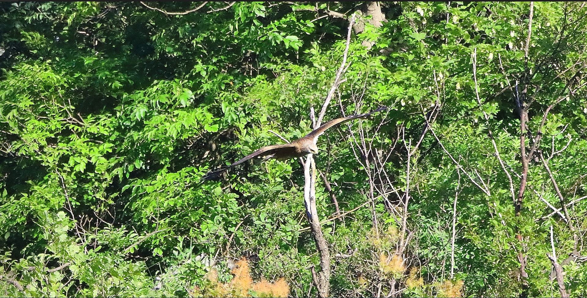 Nibbio bruno 07-06-2022