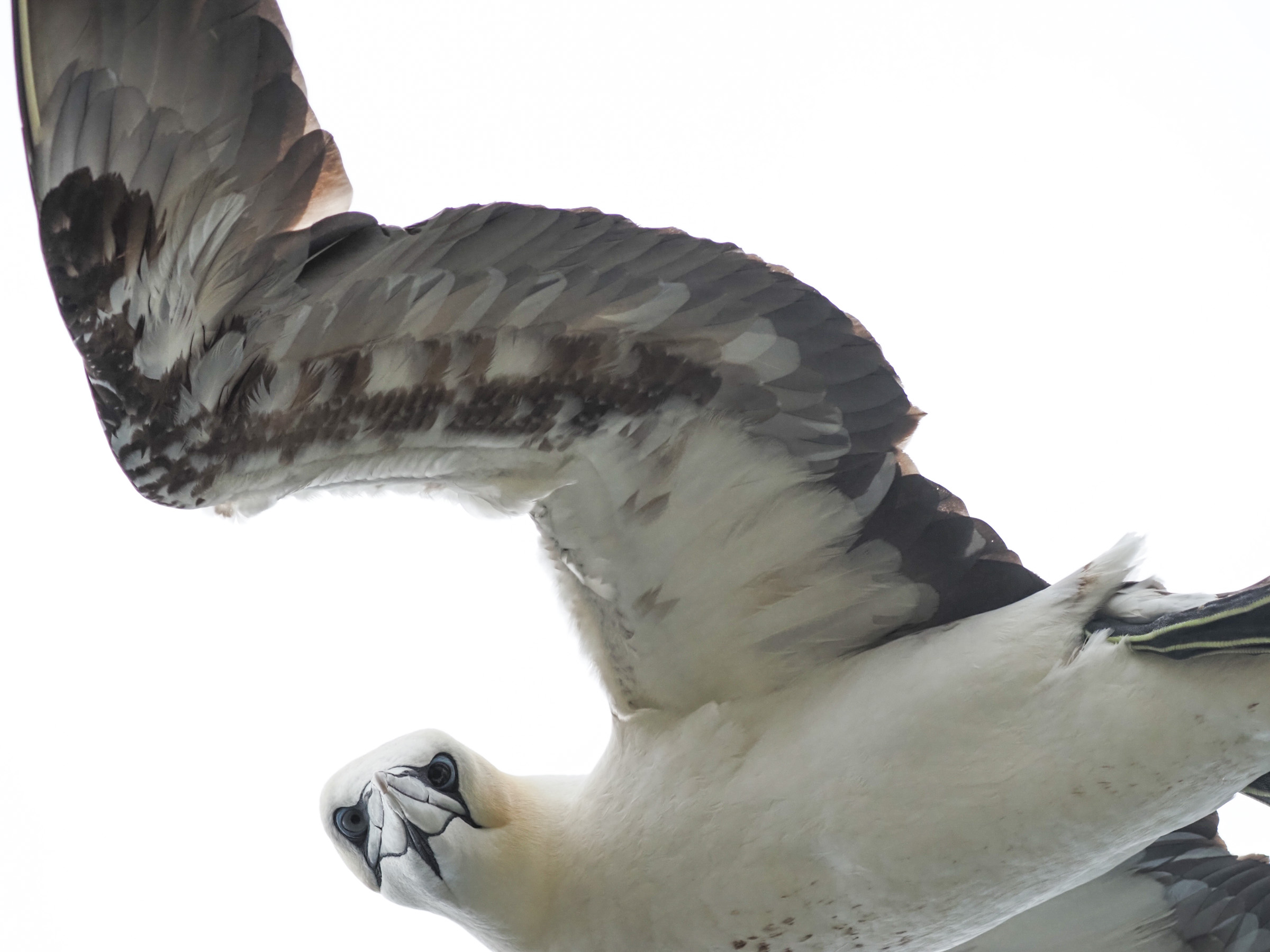 e la Sula mi guardò