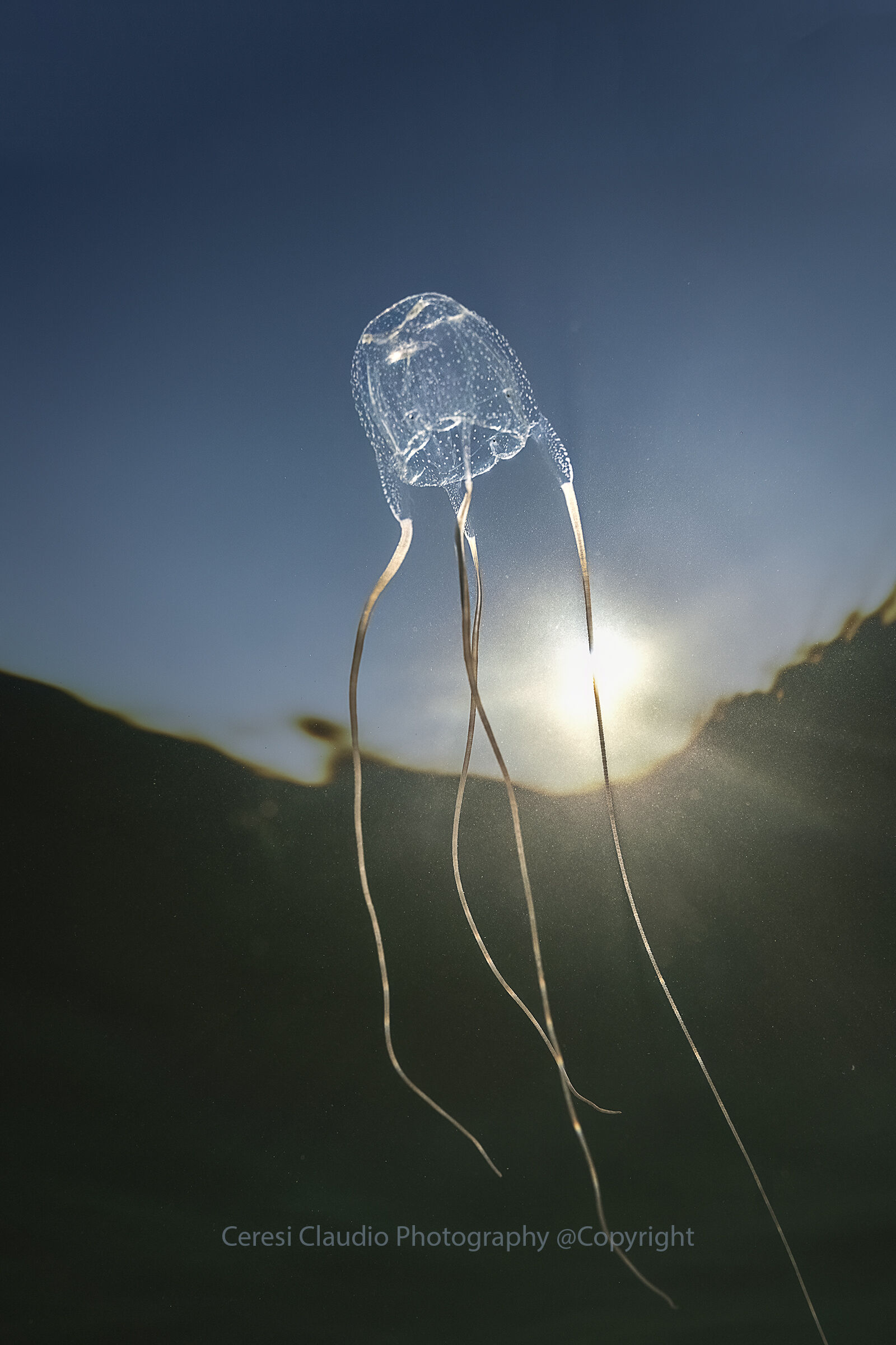 Carybdea marsupialis sea wasp