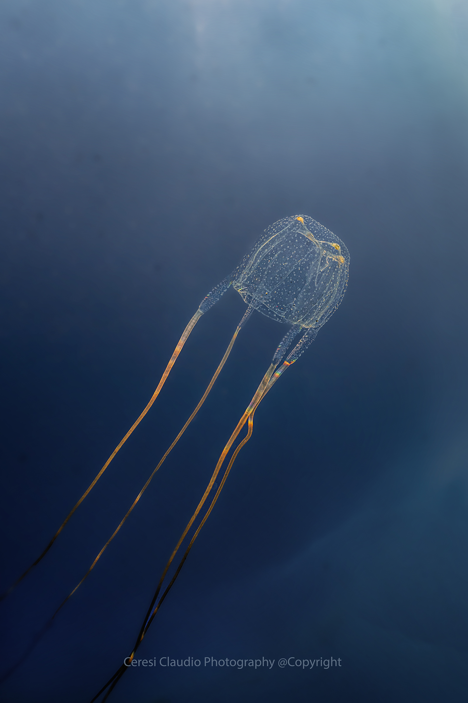 Carybdea marsupialis sea wasp