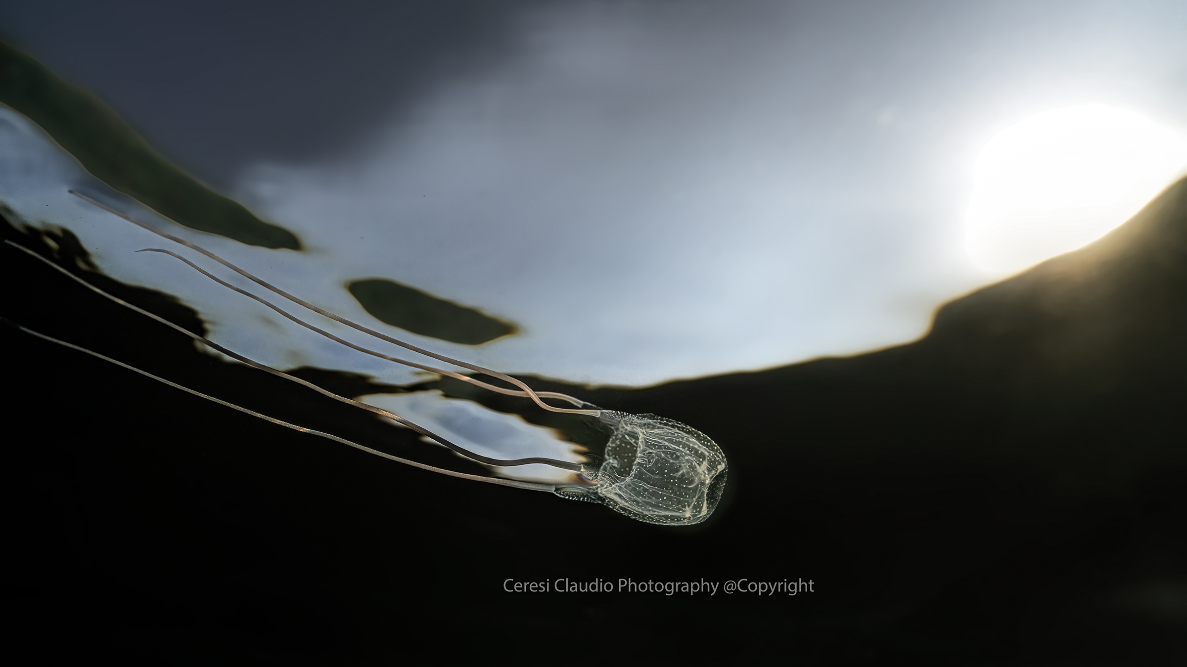 Carybdea marsupialis sea wasp