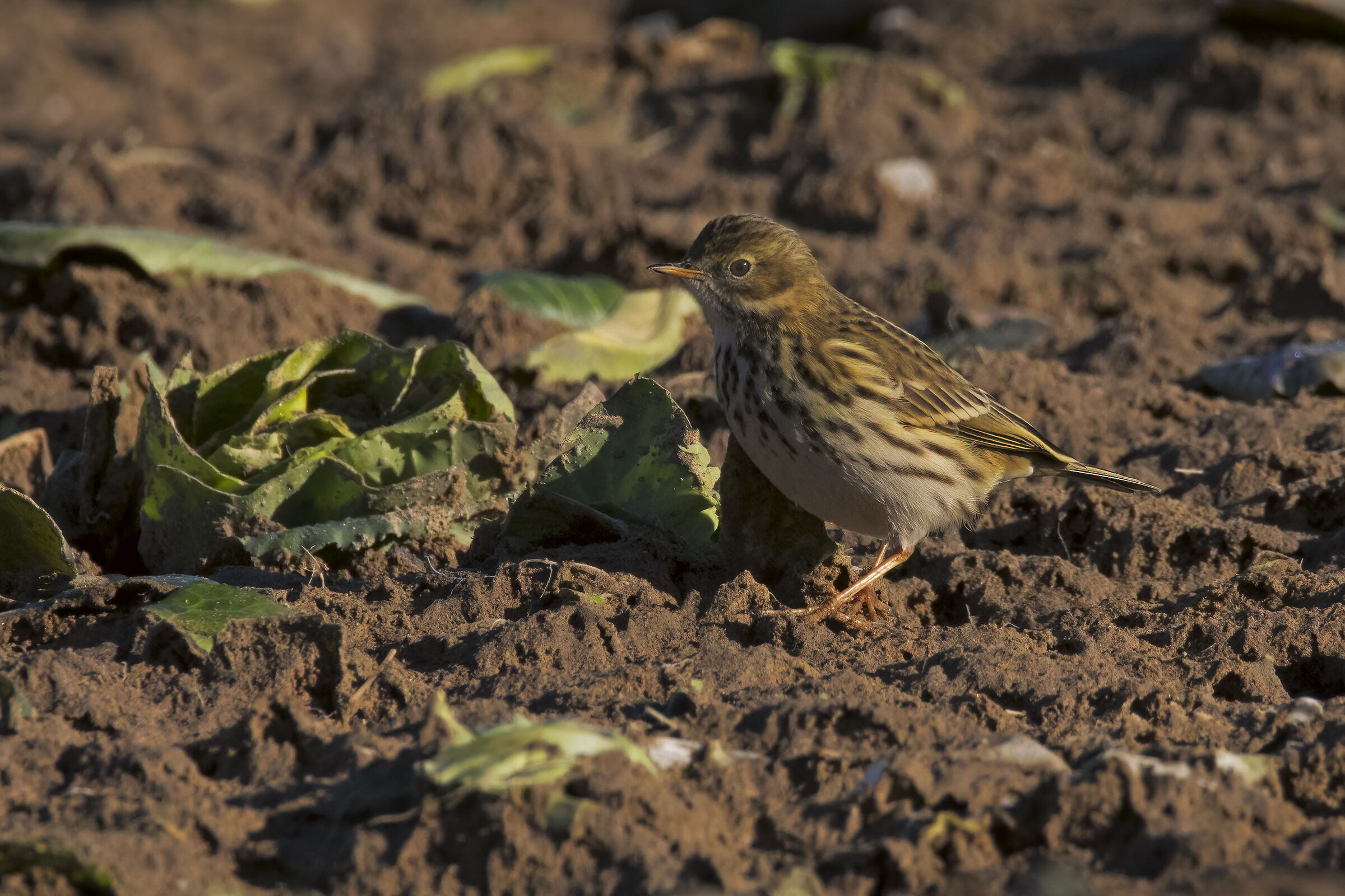 Meadow pipit