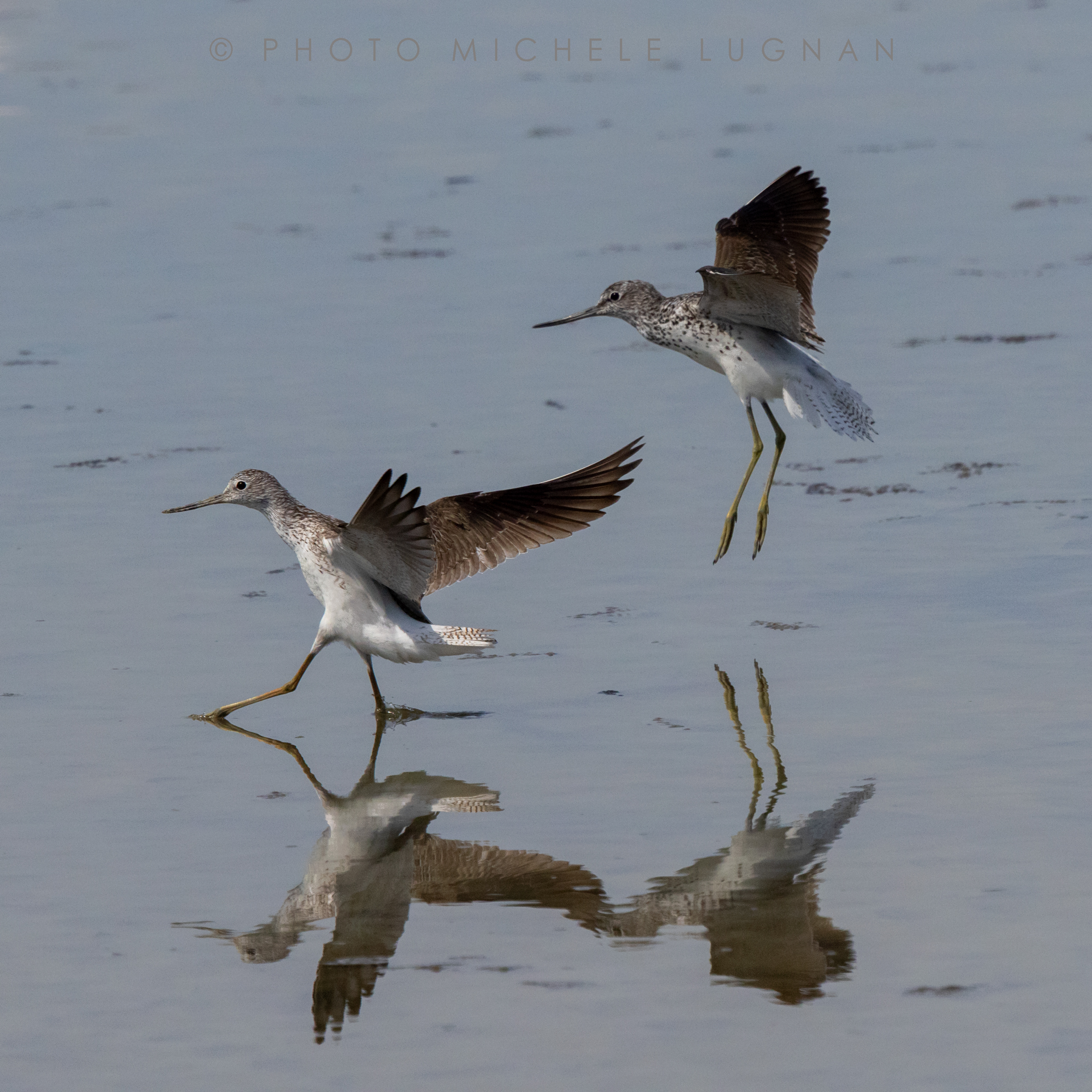 Tringa nebularia (volg.it. Pantana comune)