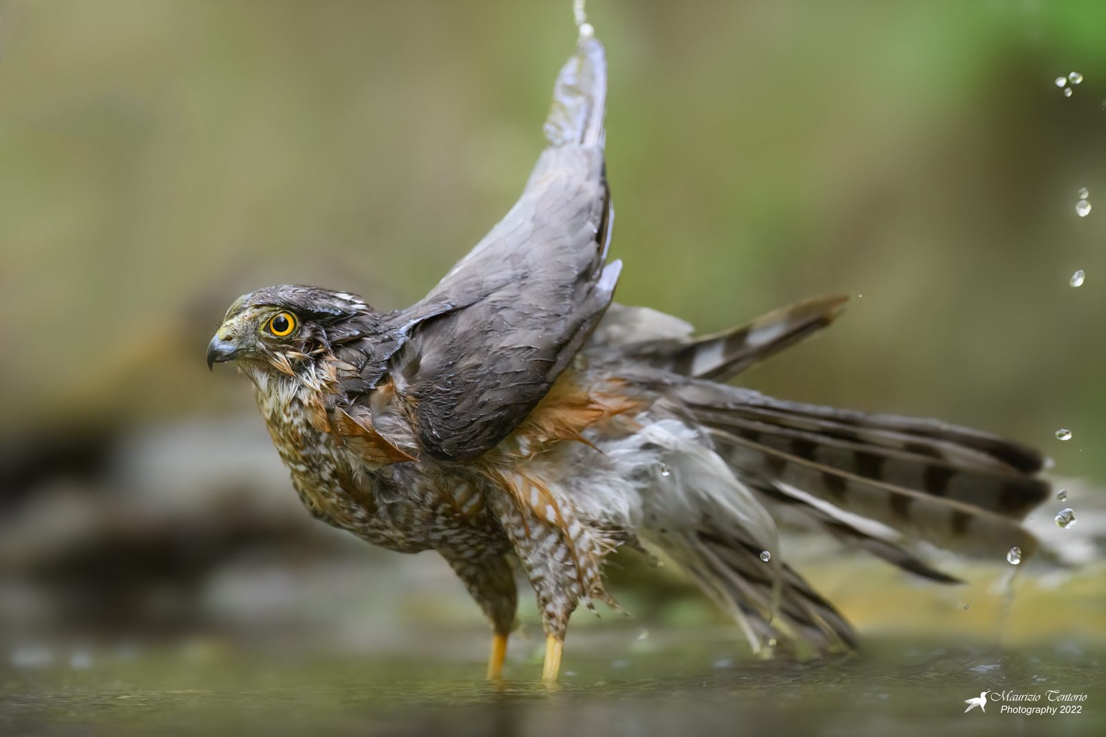 Sparrowhawk