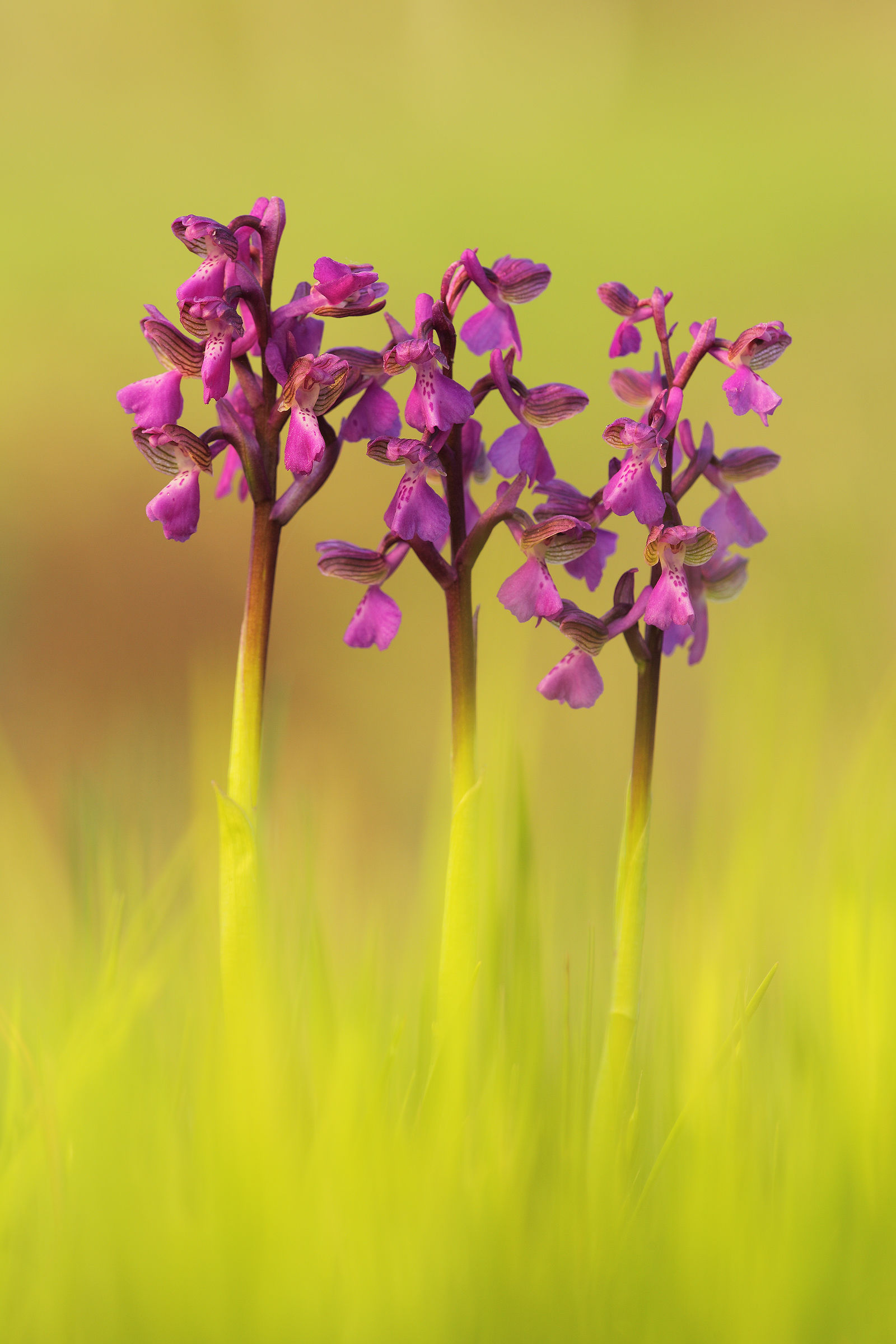 Anacamptis morio
