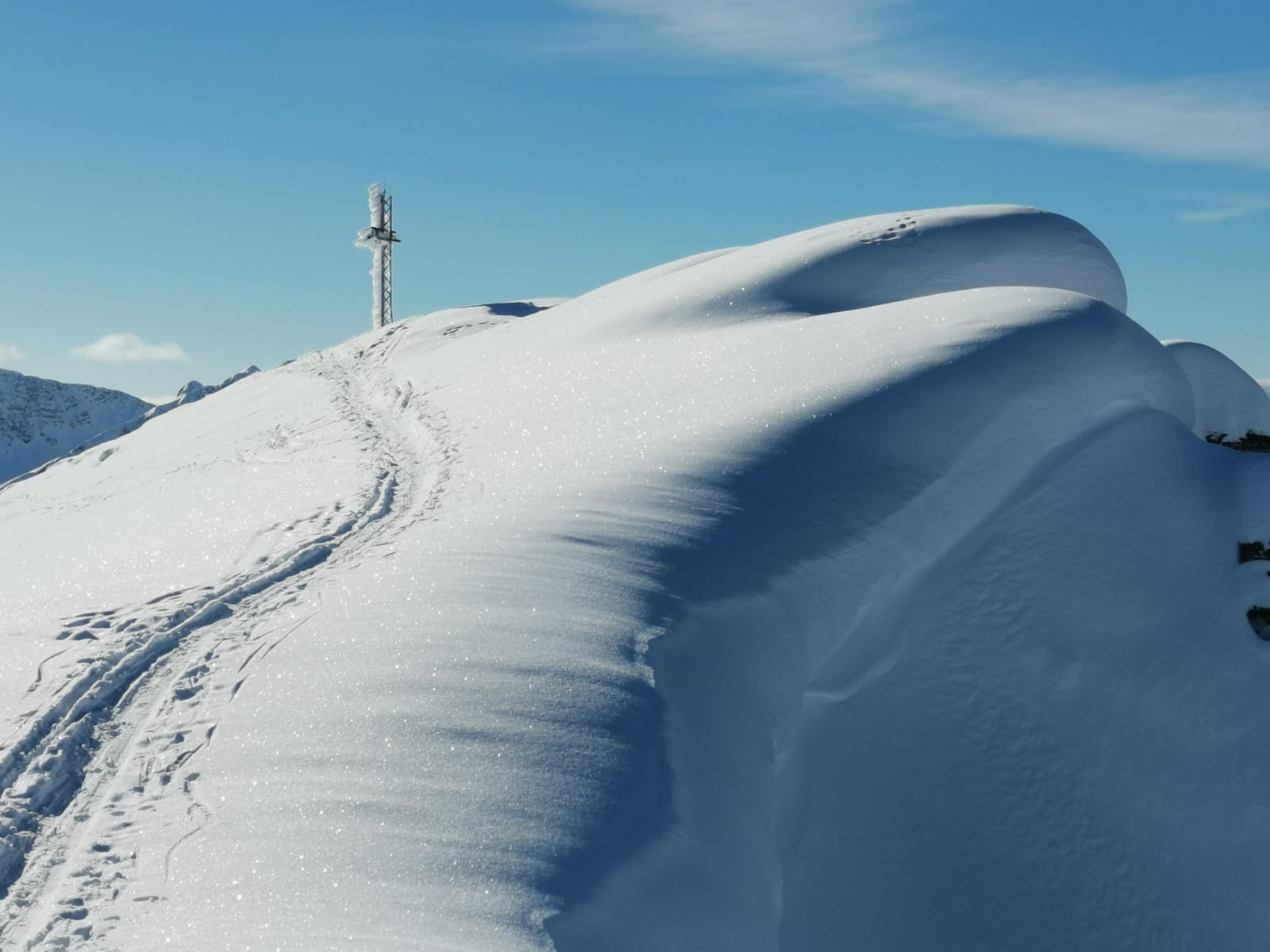 Un delfino nella neve