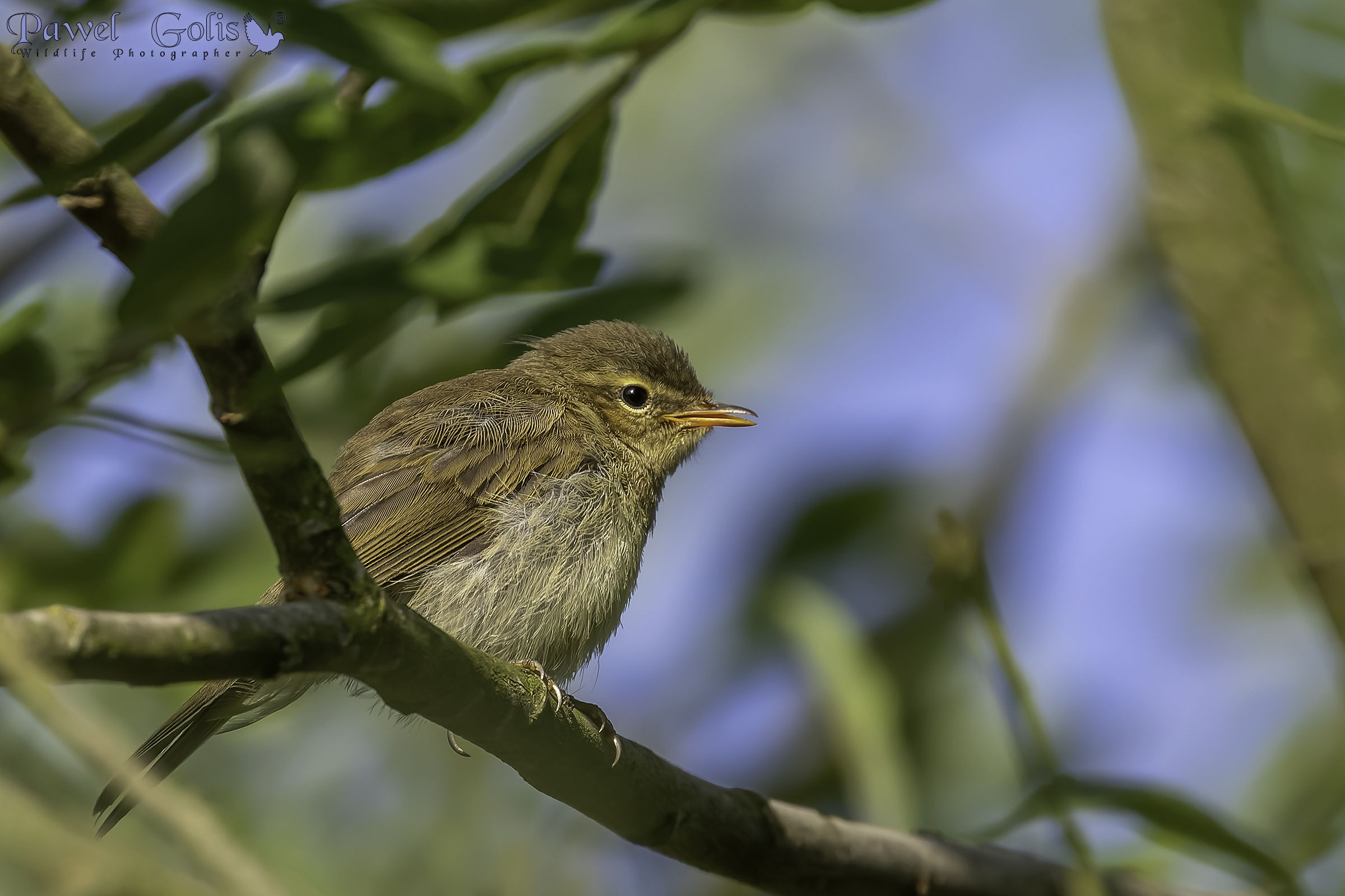 Chiffchaff comune (Phylloscopus collybita)