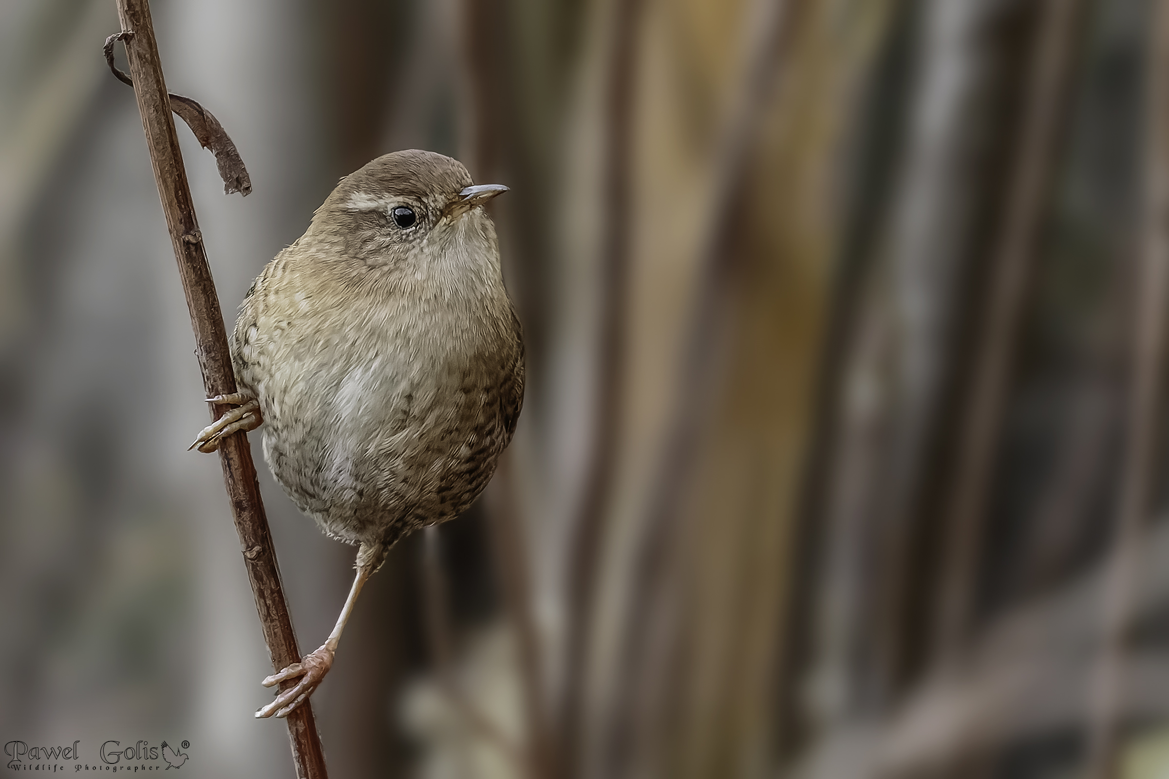 Scricciolo eurasiatico ( Troglodytes troglodytes)