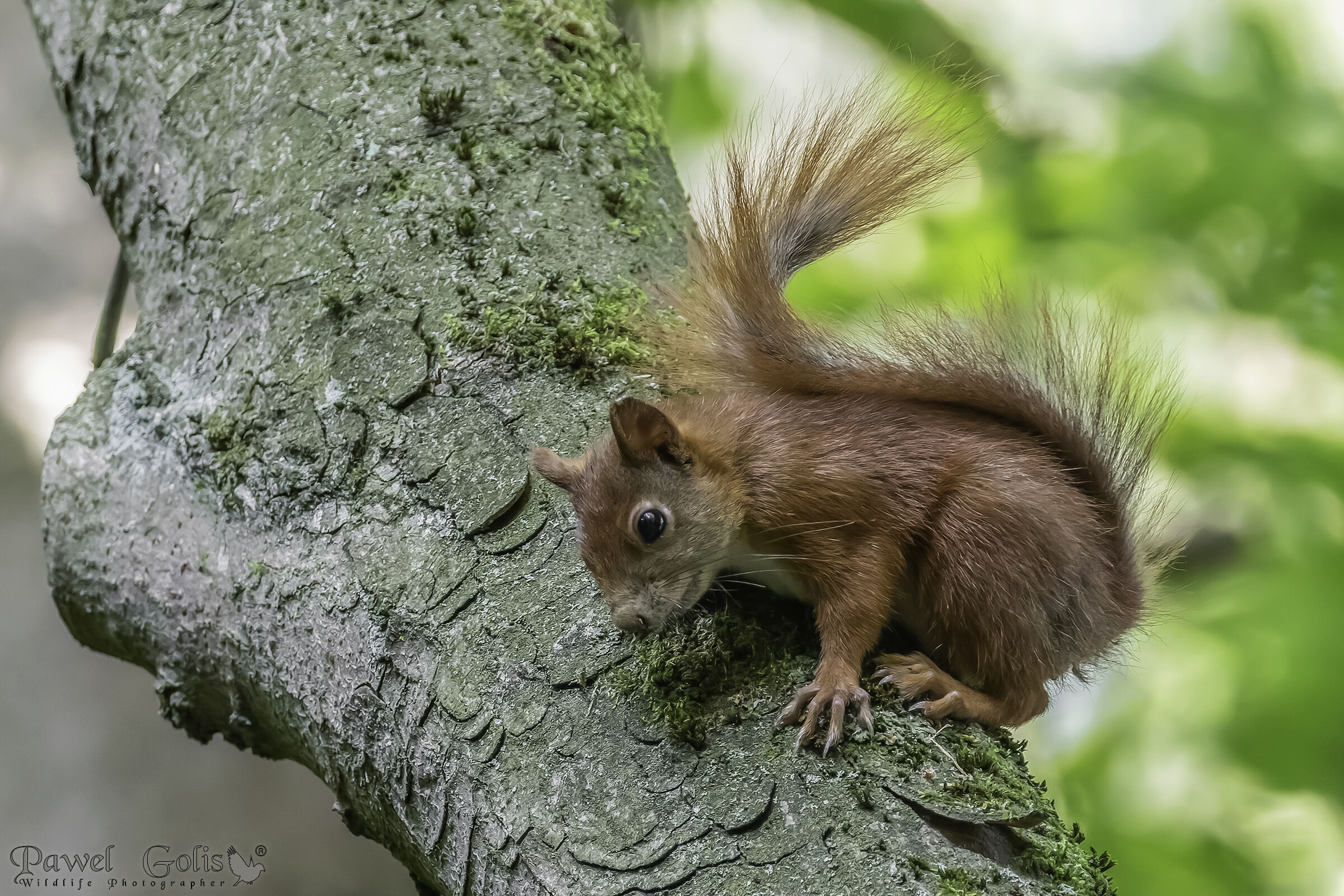 Scoiattolo rosso (Sciurus vulgaris)