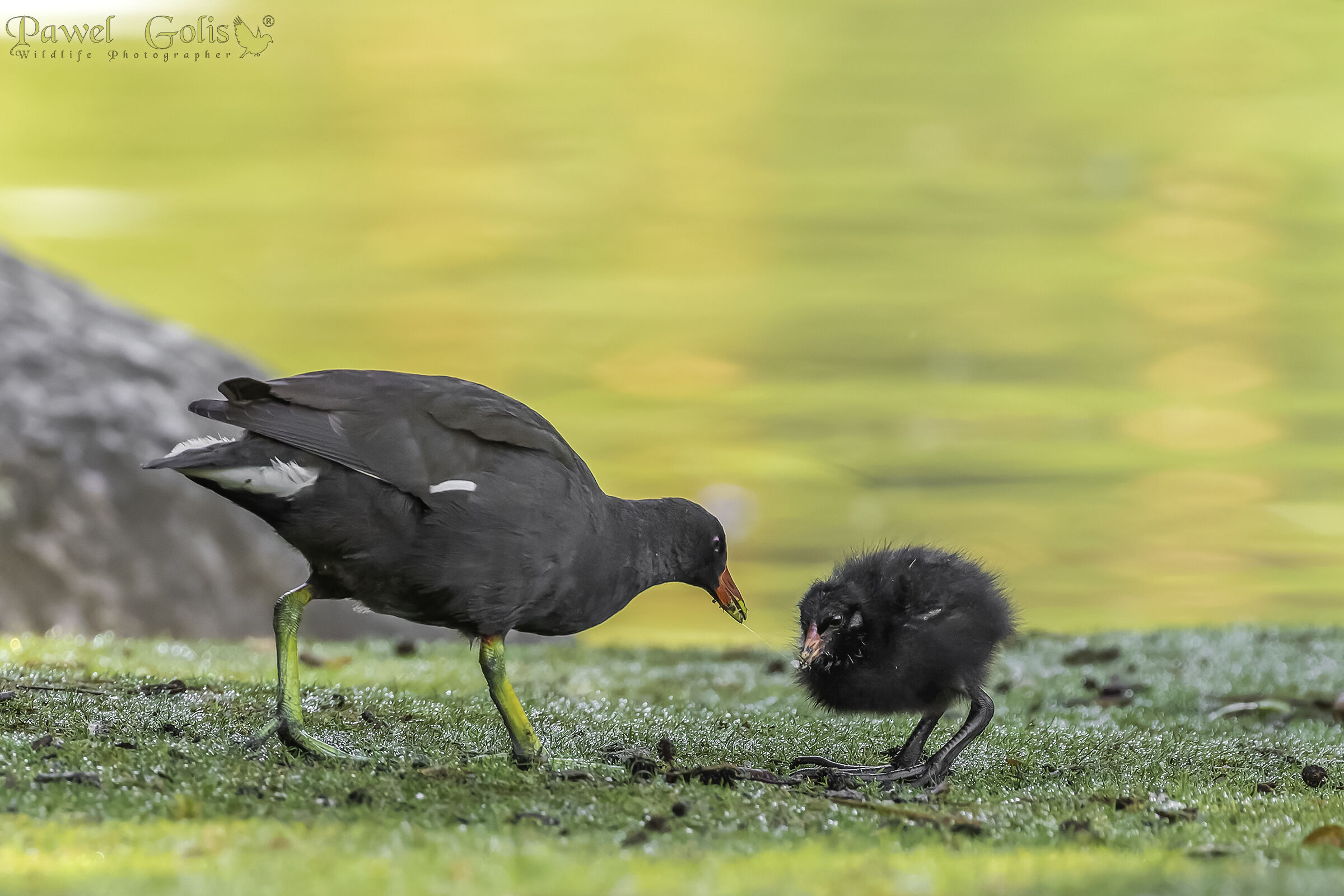 Common Moorhen (Gallinula chloropus)