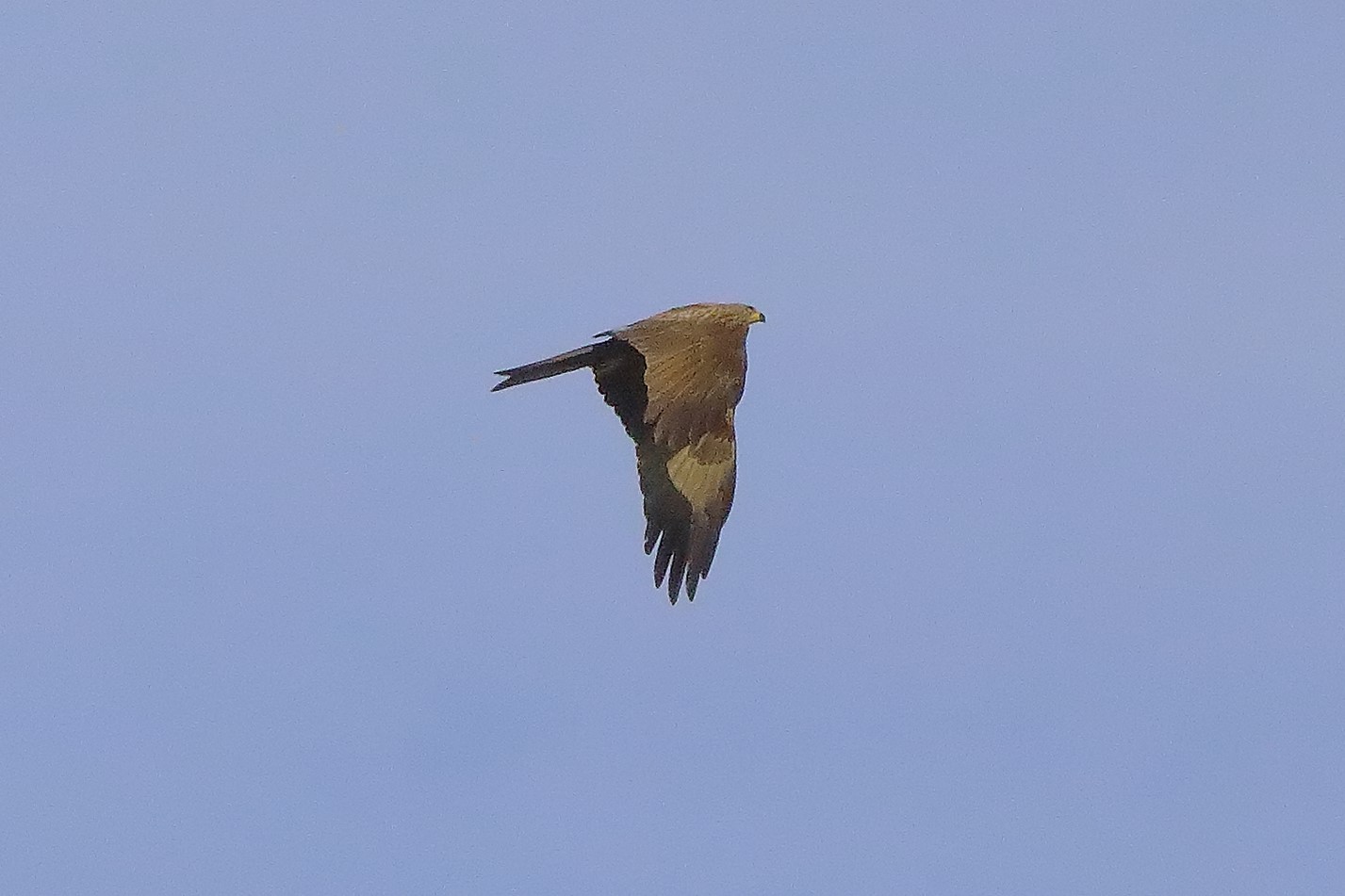 Nibbio bruno 07-06-2022