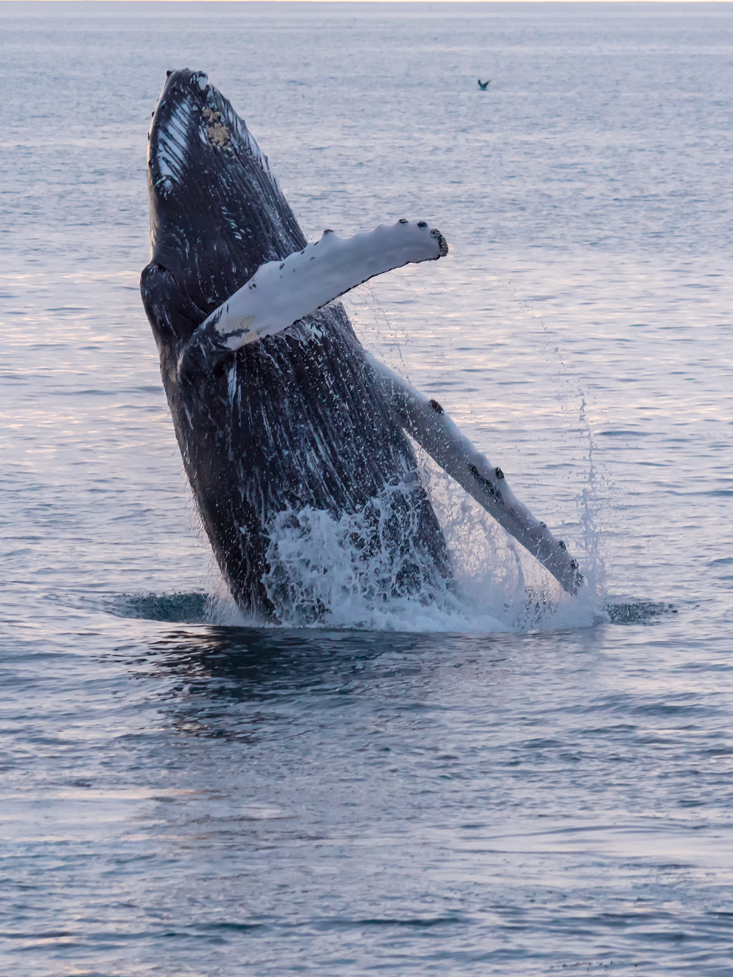 Humpback whale