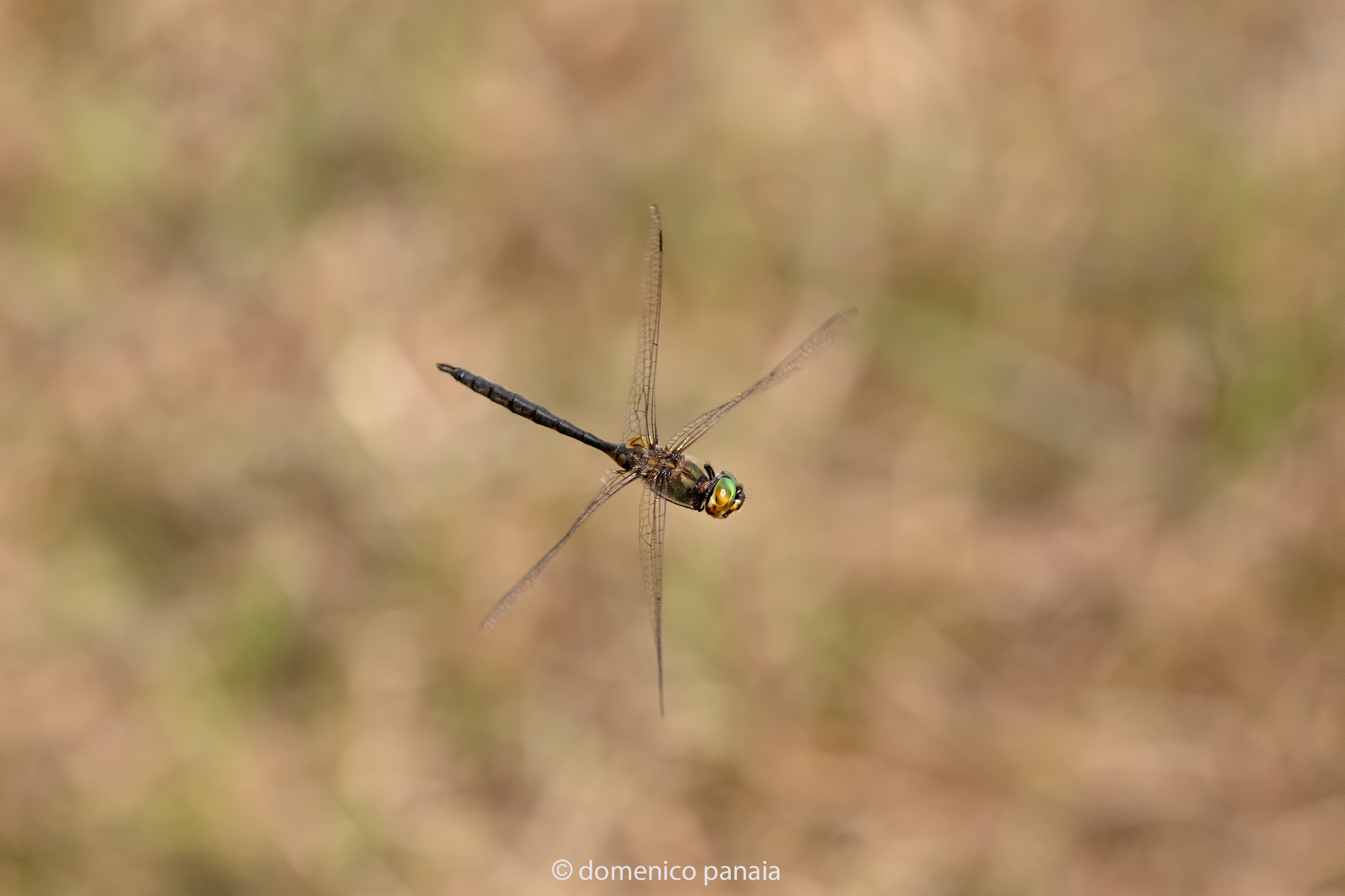 somatochlora flavomaculata