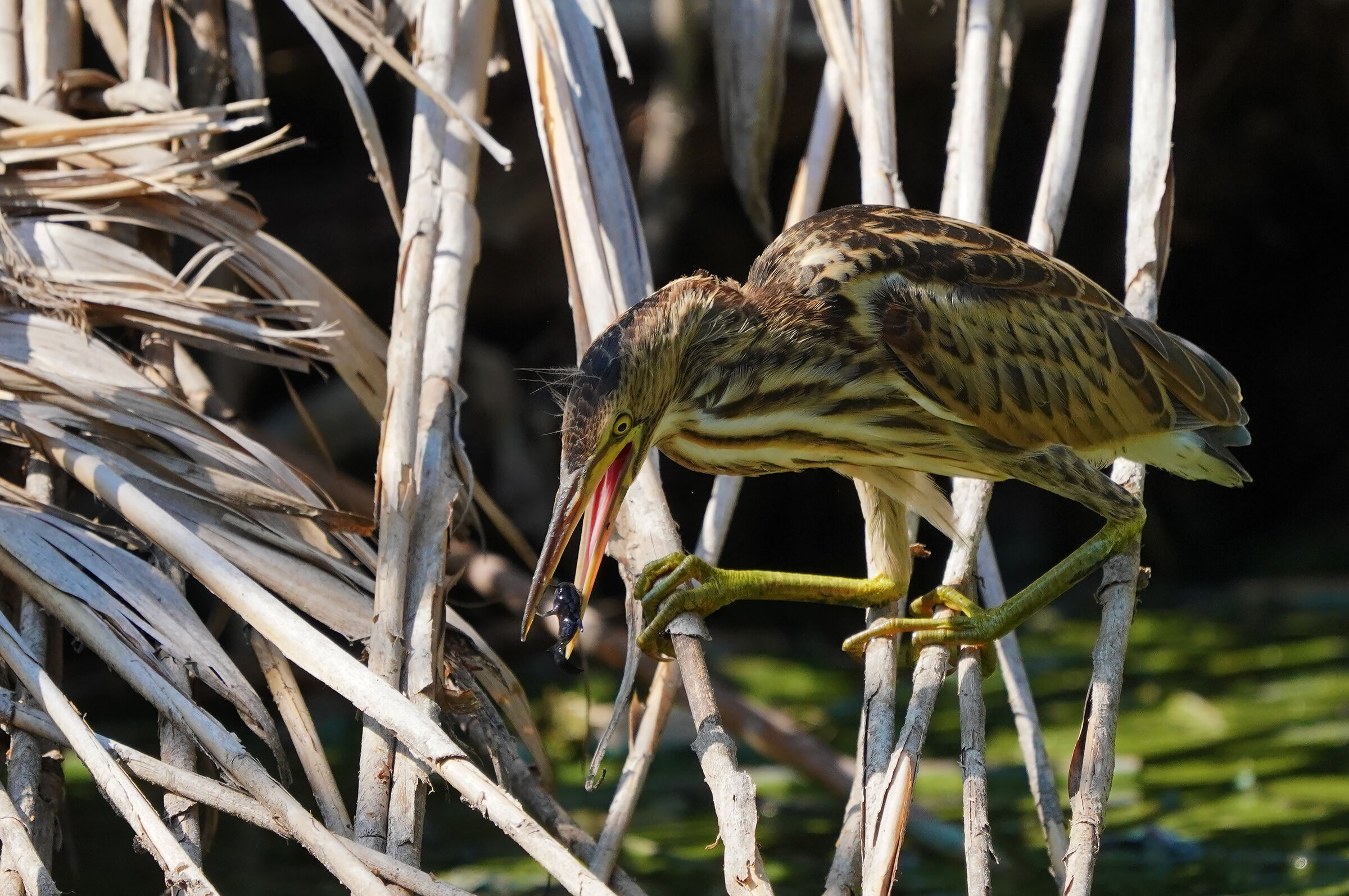 la fine del gatto....